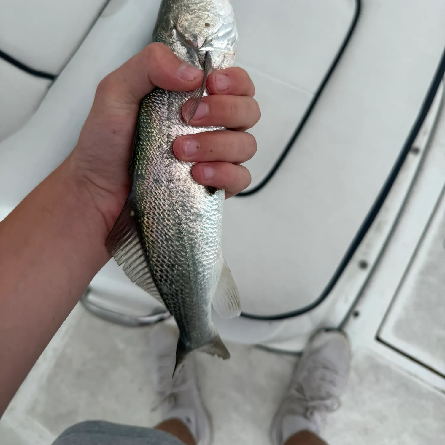 The most recent Silver seatrout catches on Fishbrain