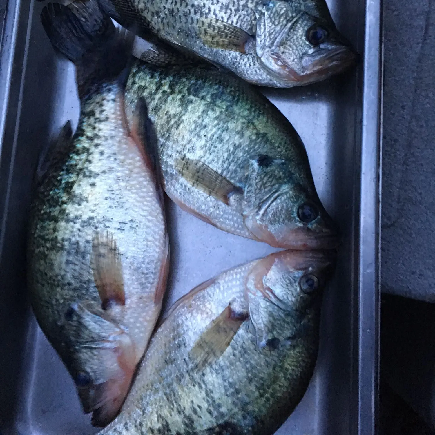 recently logged catches