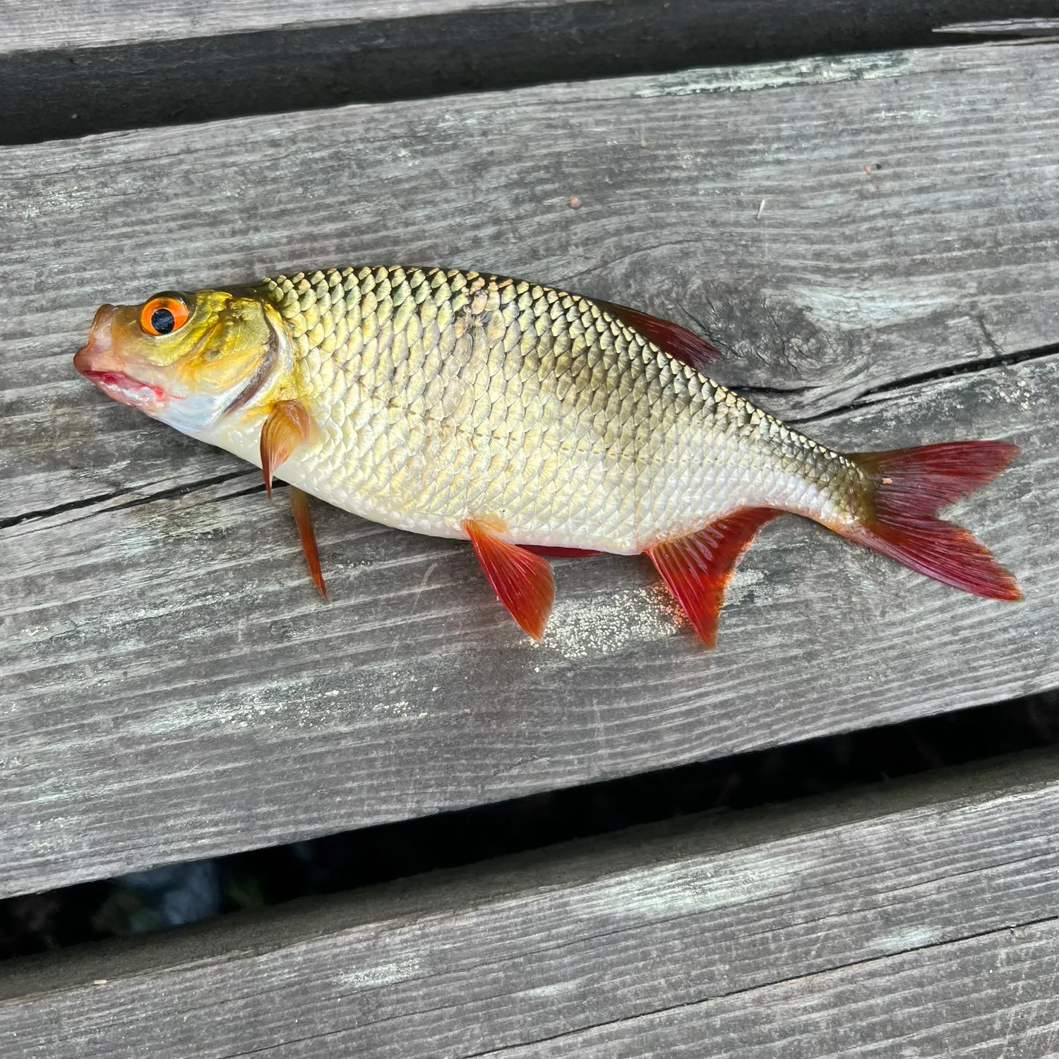 Common rudd caught on Fishbrain