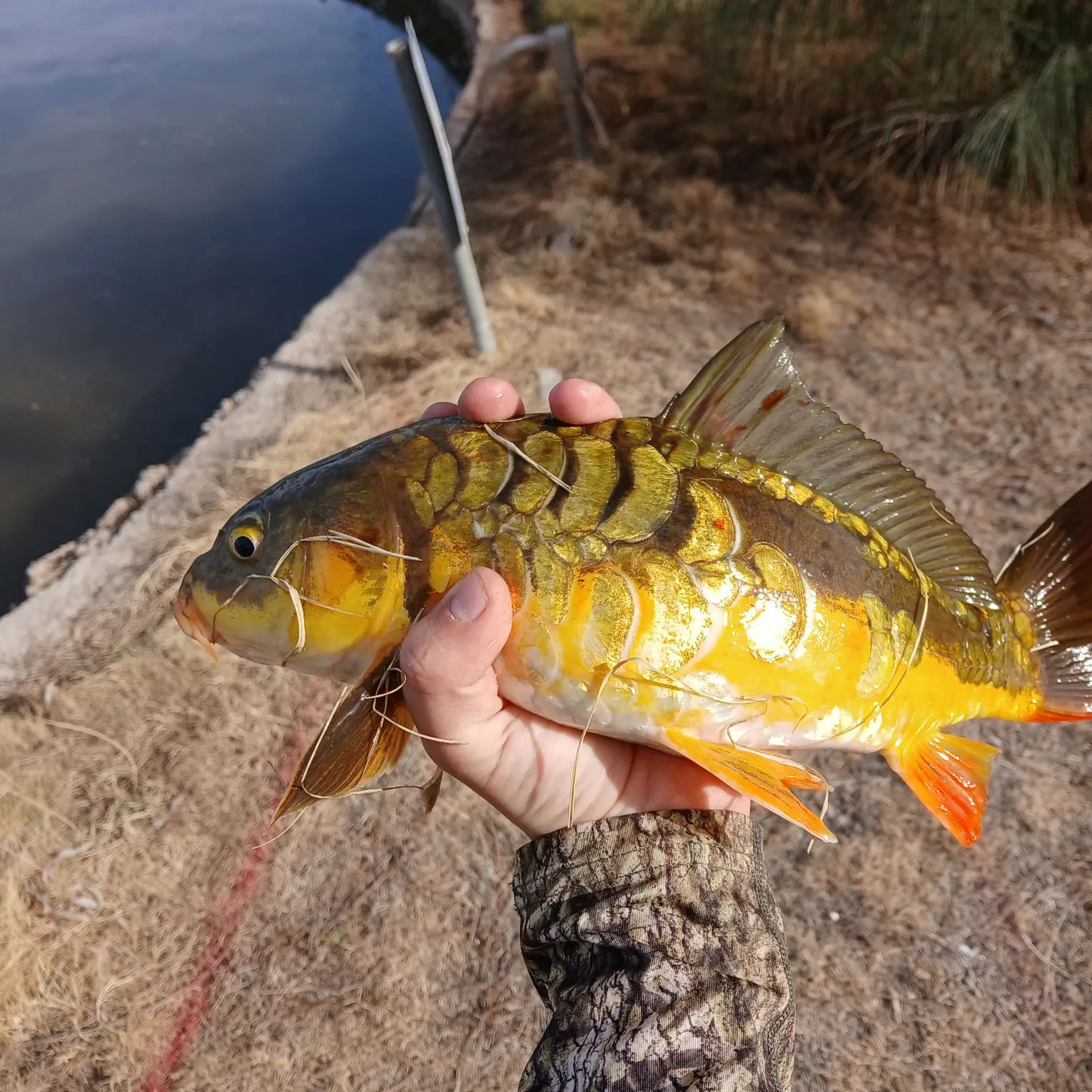 The most recent Koi carp catches on Fishbrain