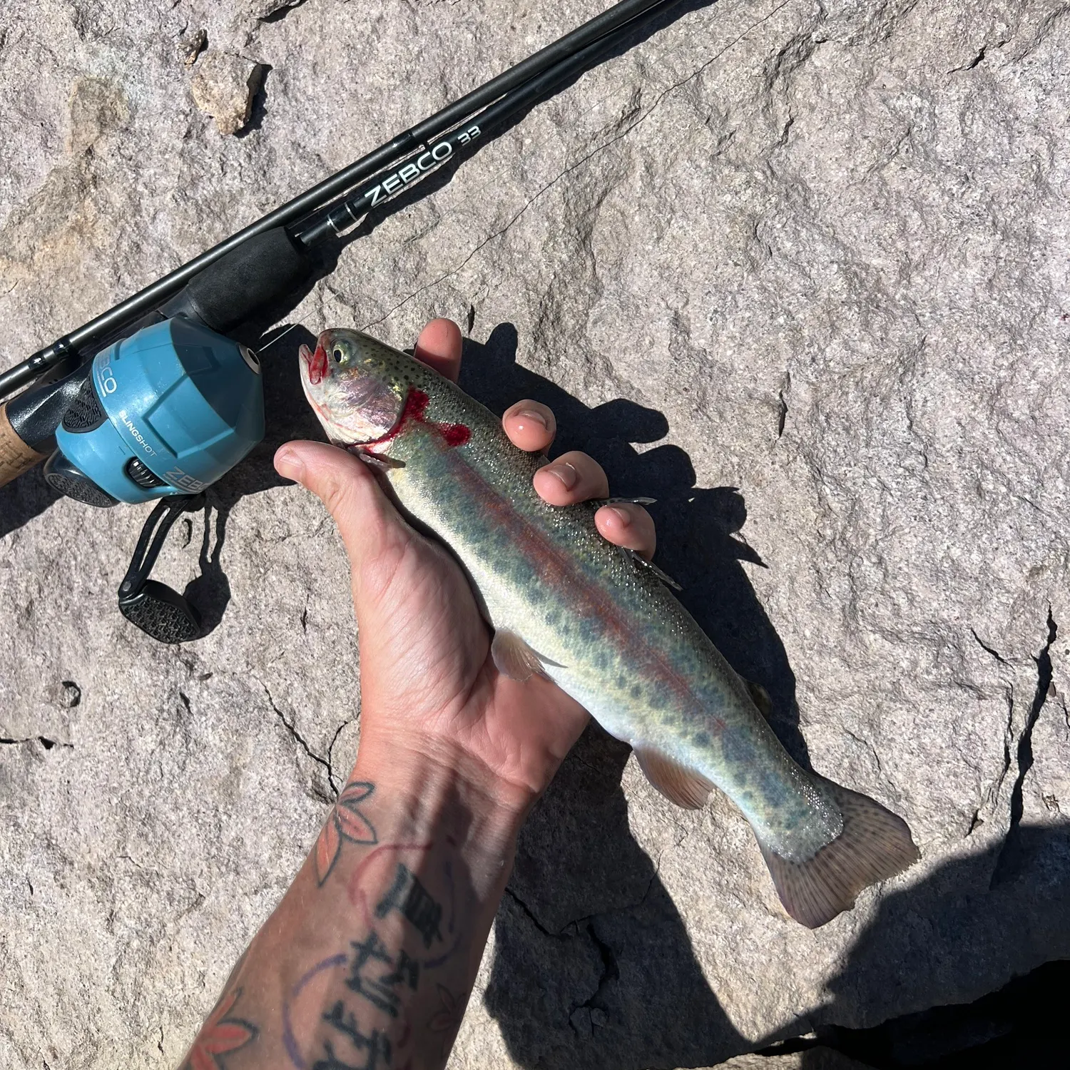recently logged catches
