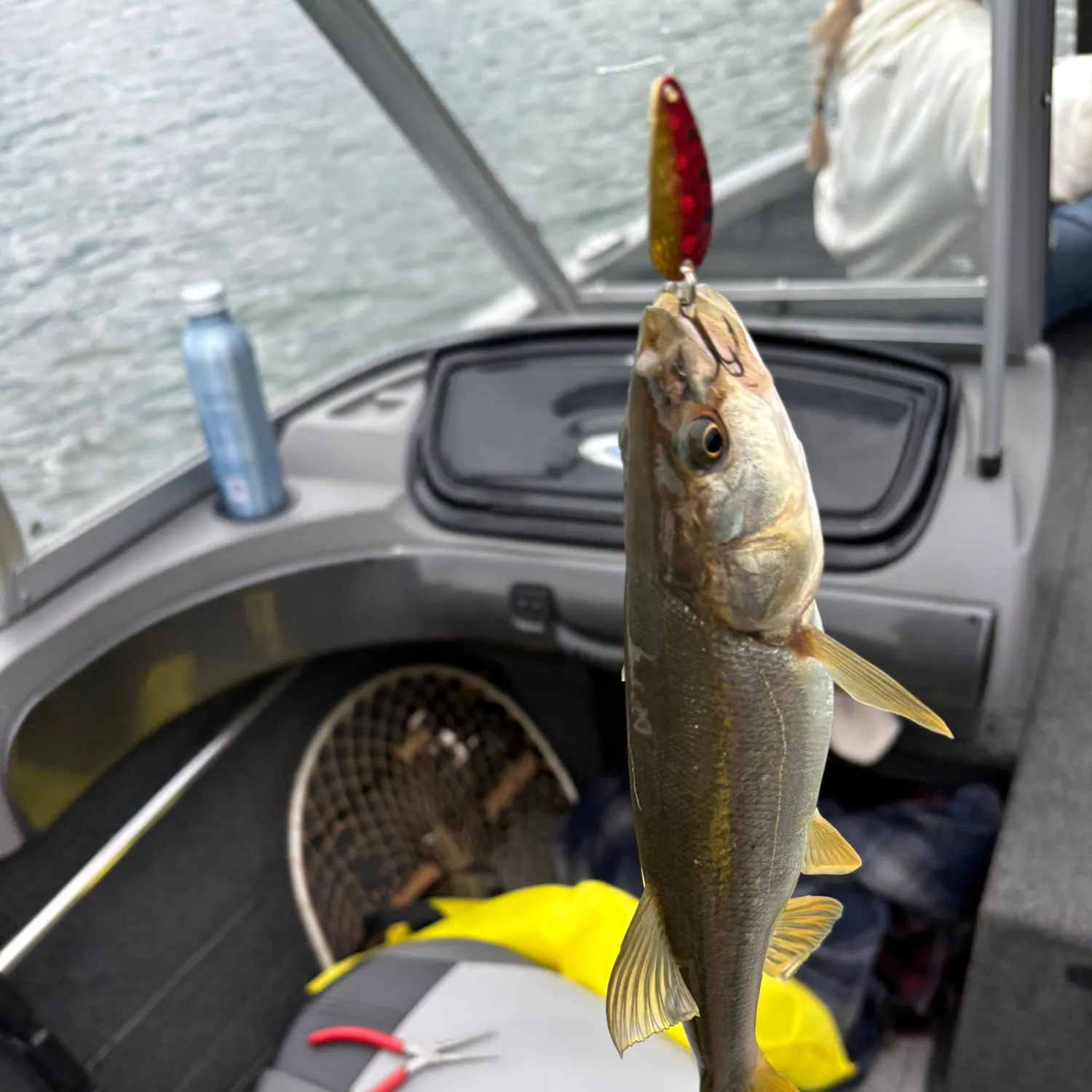 The most recent Northern pikeminnow catches on Fishbrain