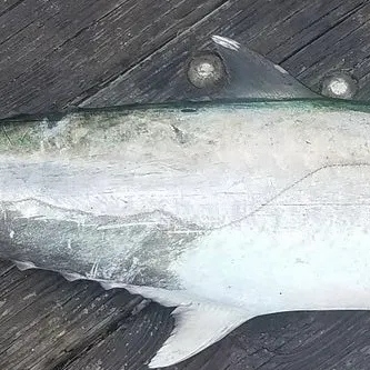 The most recent King threadfin catches on Fishbrain