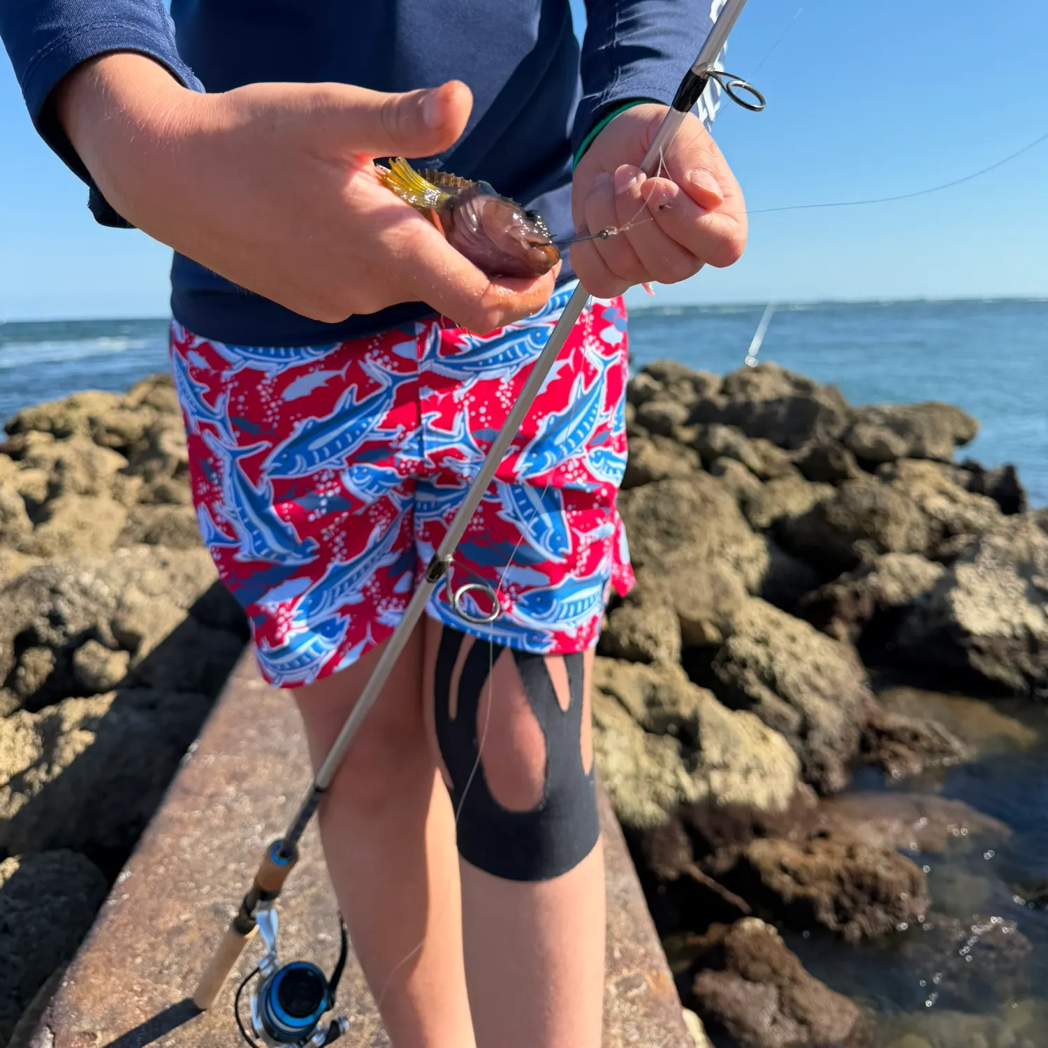 The most recent Hairy blenny catches on Fishbrain