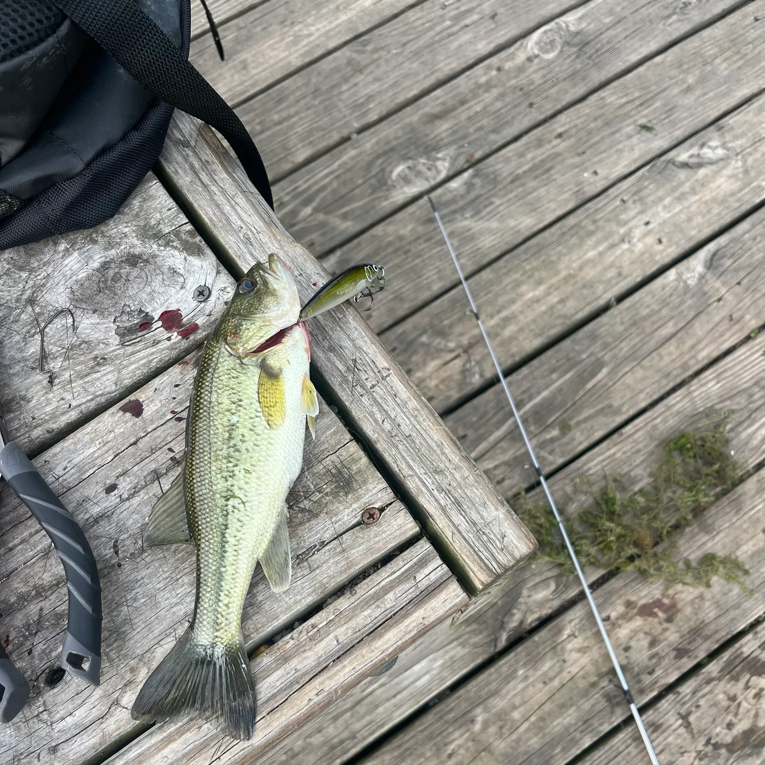 Largemouth bass caught on Fishbrain