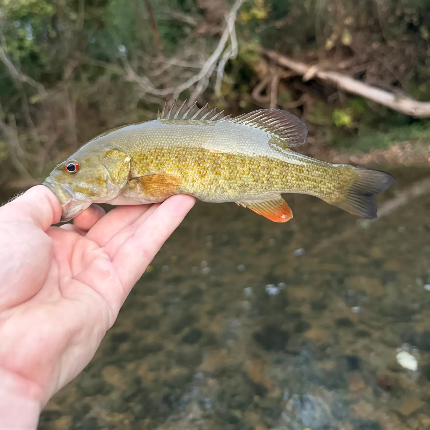 Smallmouth bass caught on Fishbrain