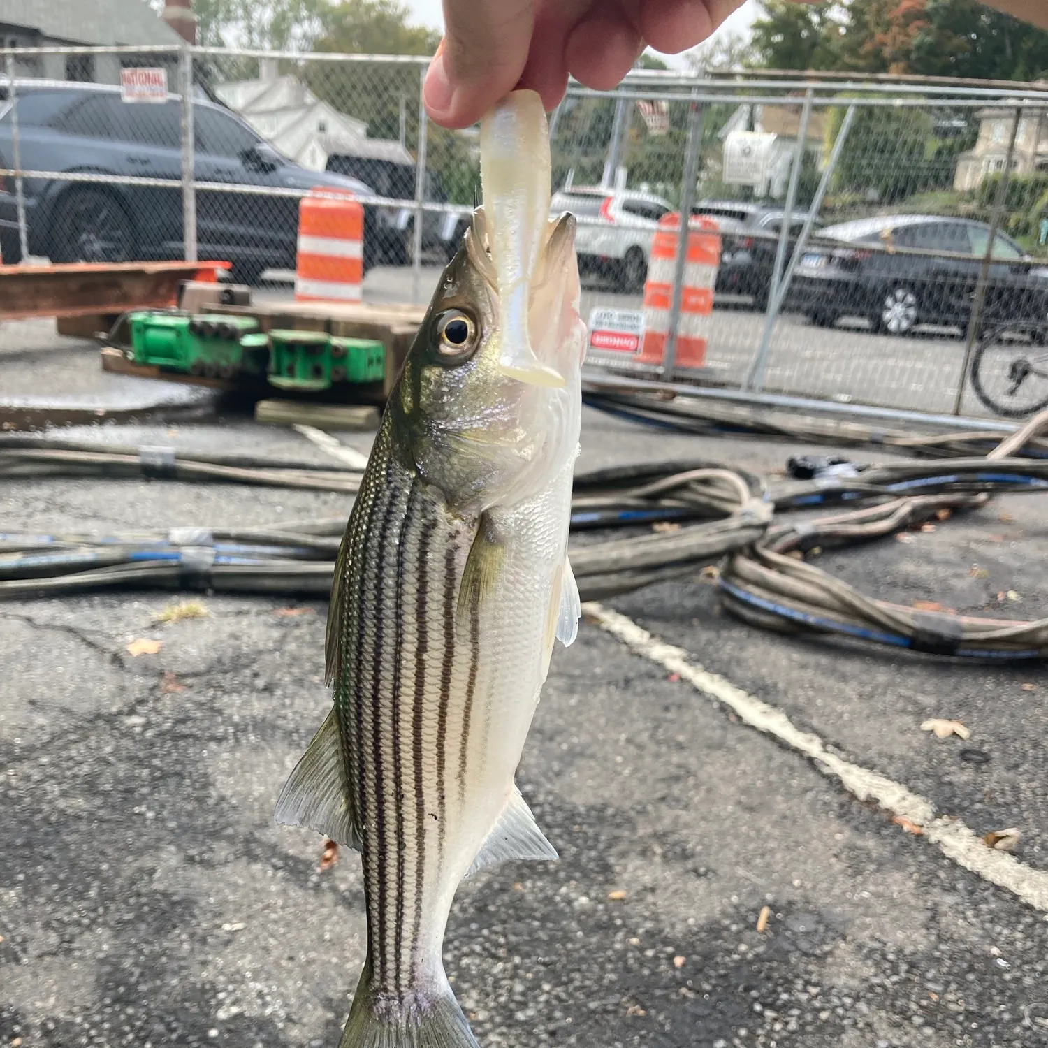 Striped bass caught on Fishbrain