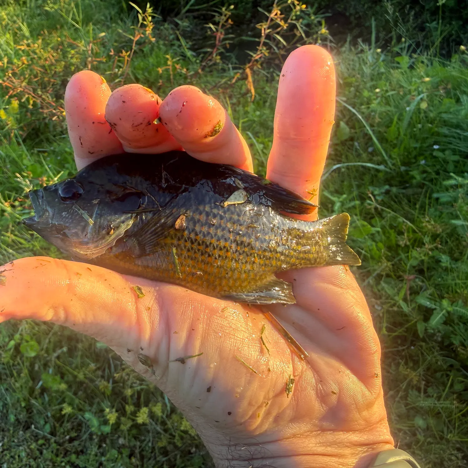 Redspotted sunfish caught on Fishbrain