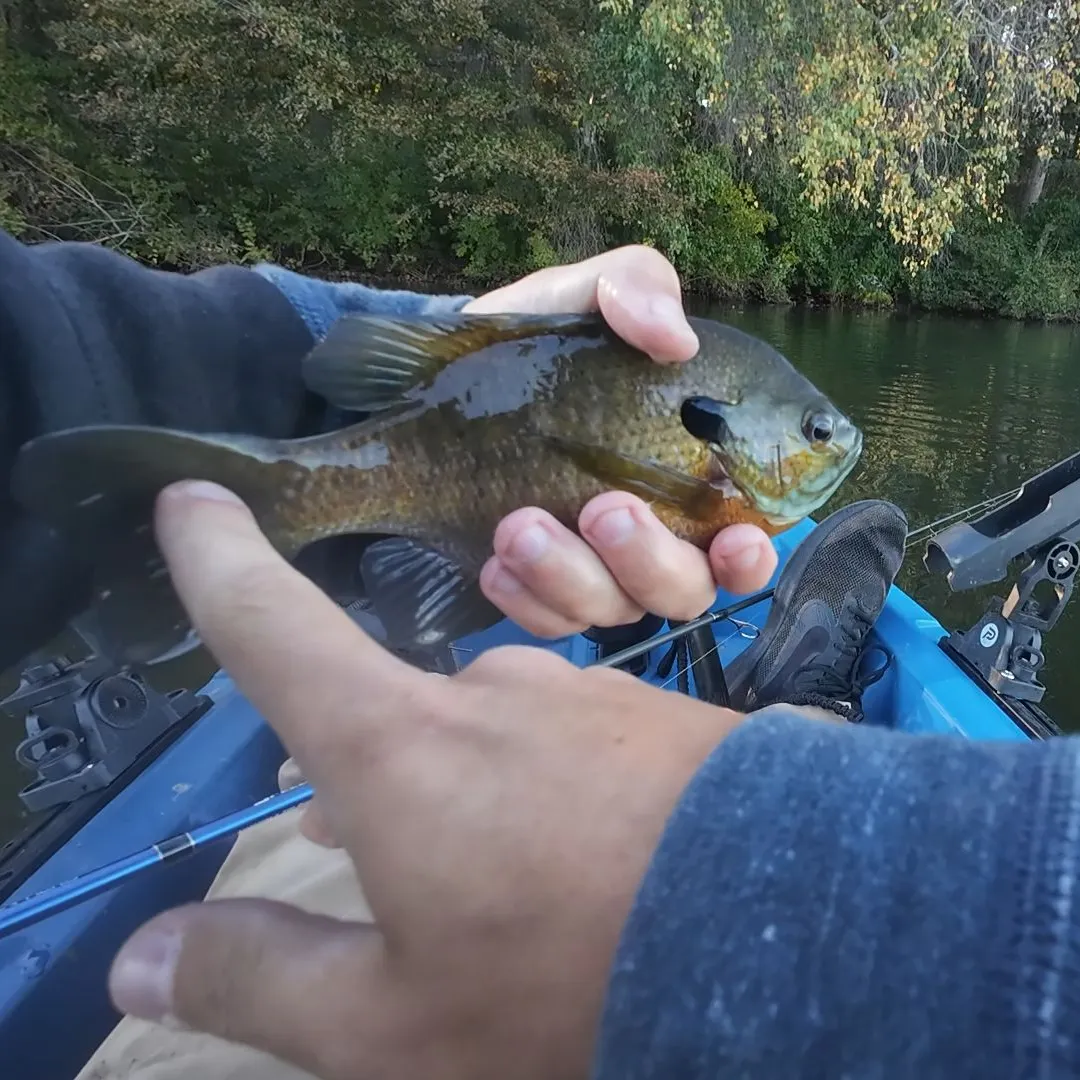 Bluegill caught on Fishbrain