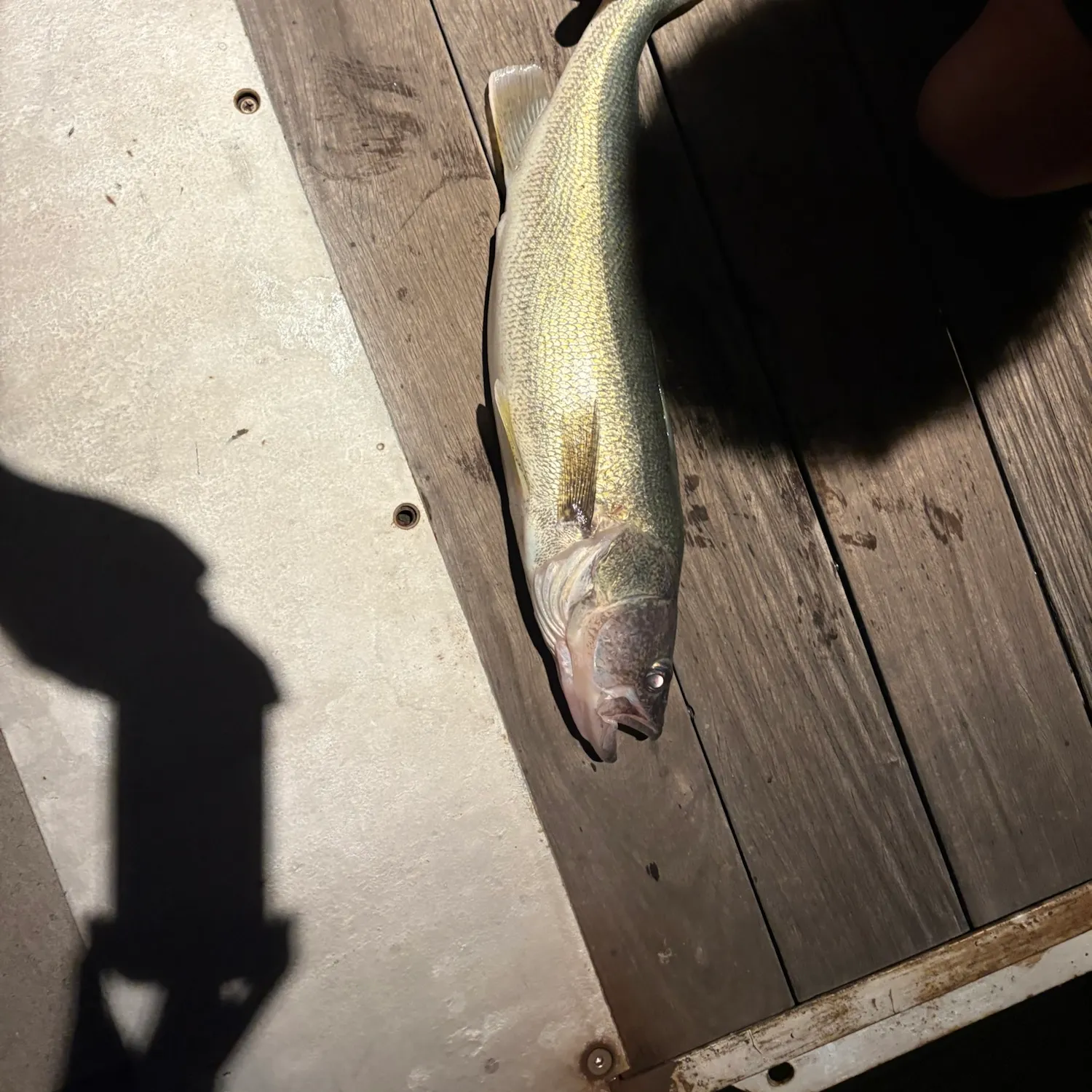 Walleye caught on Fishbrain