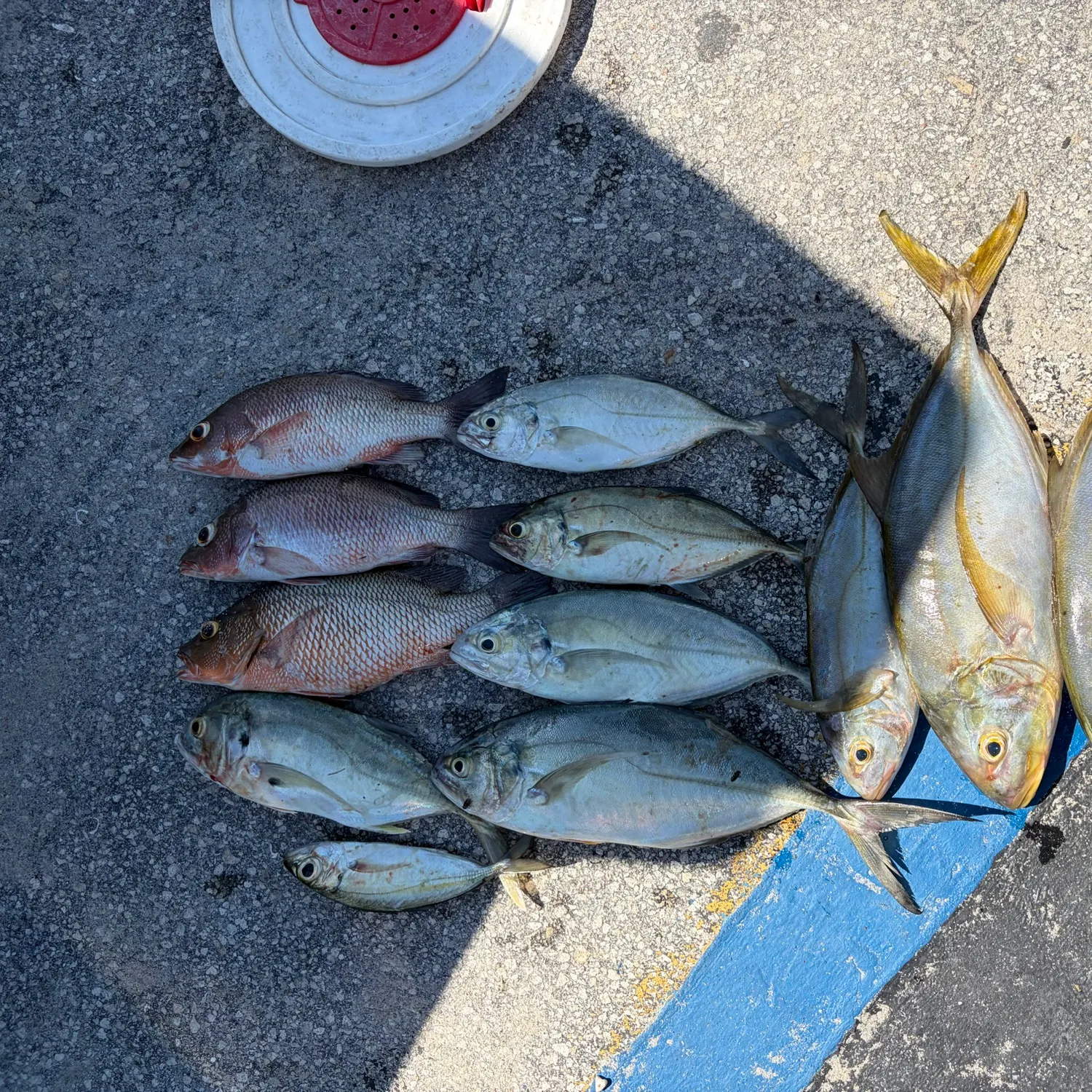 The most recent Yellow jack catches on Fishbrain
