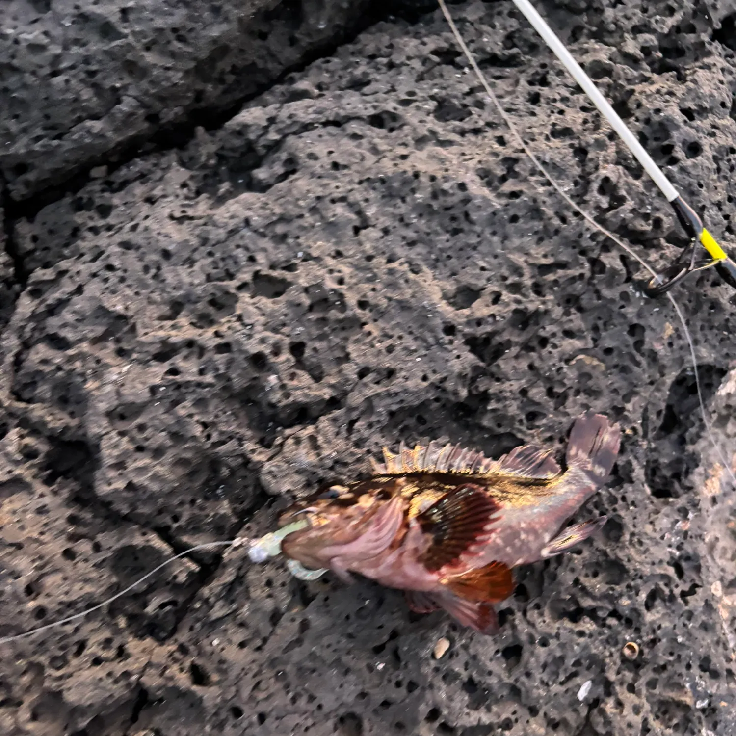 The most recent Marbled Rockfish catches on Fishbrain