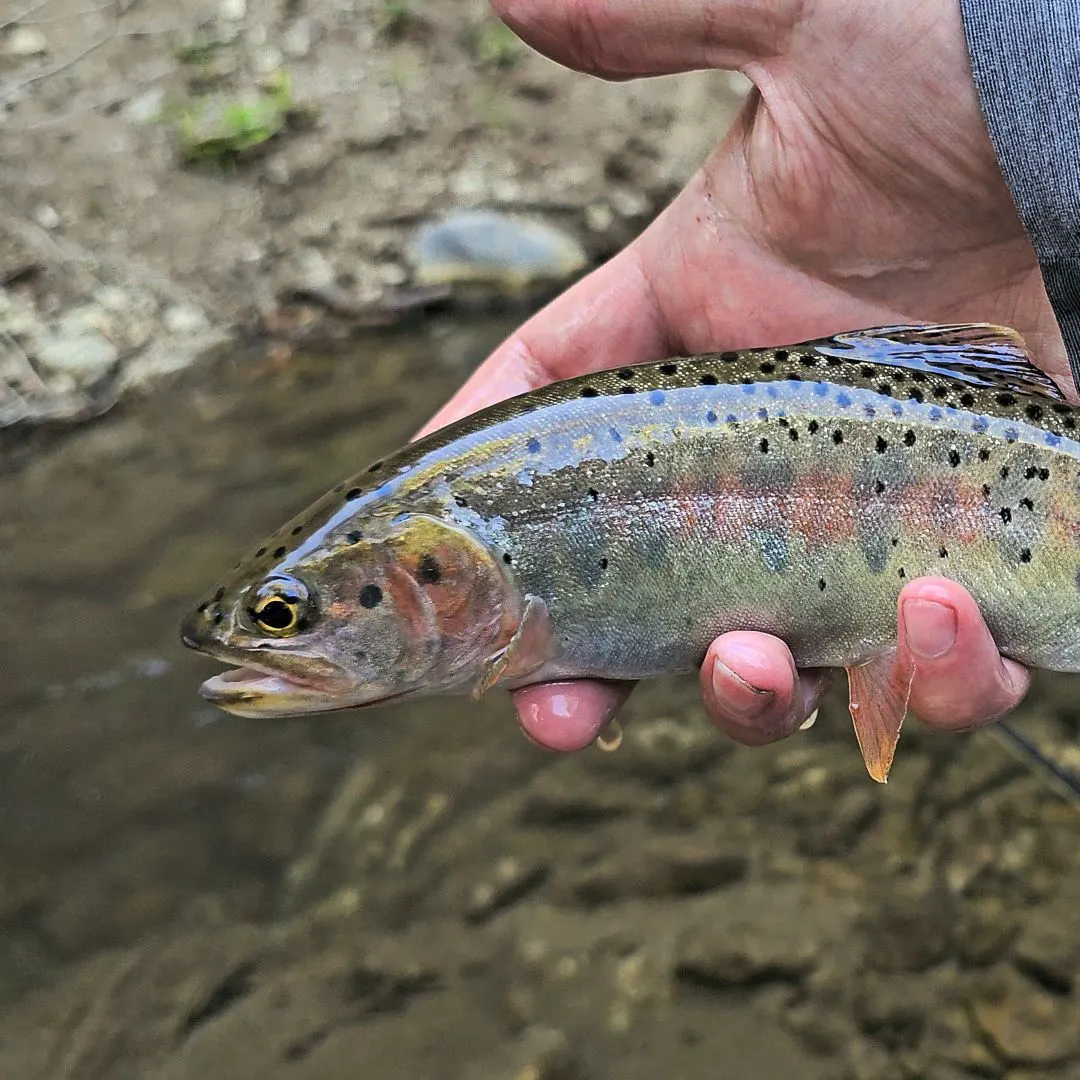 The most recent Bonneville cutthroat trout catches on Fishbrain
