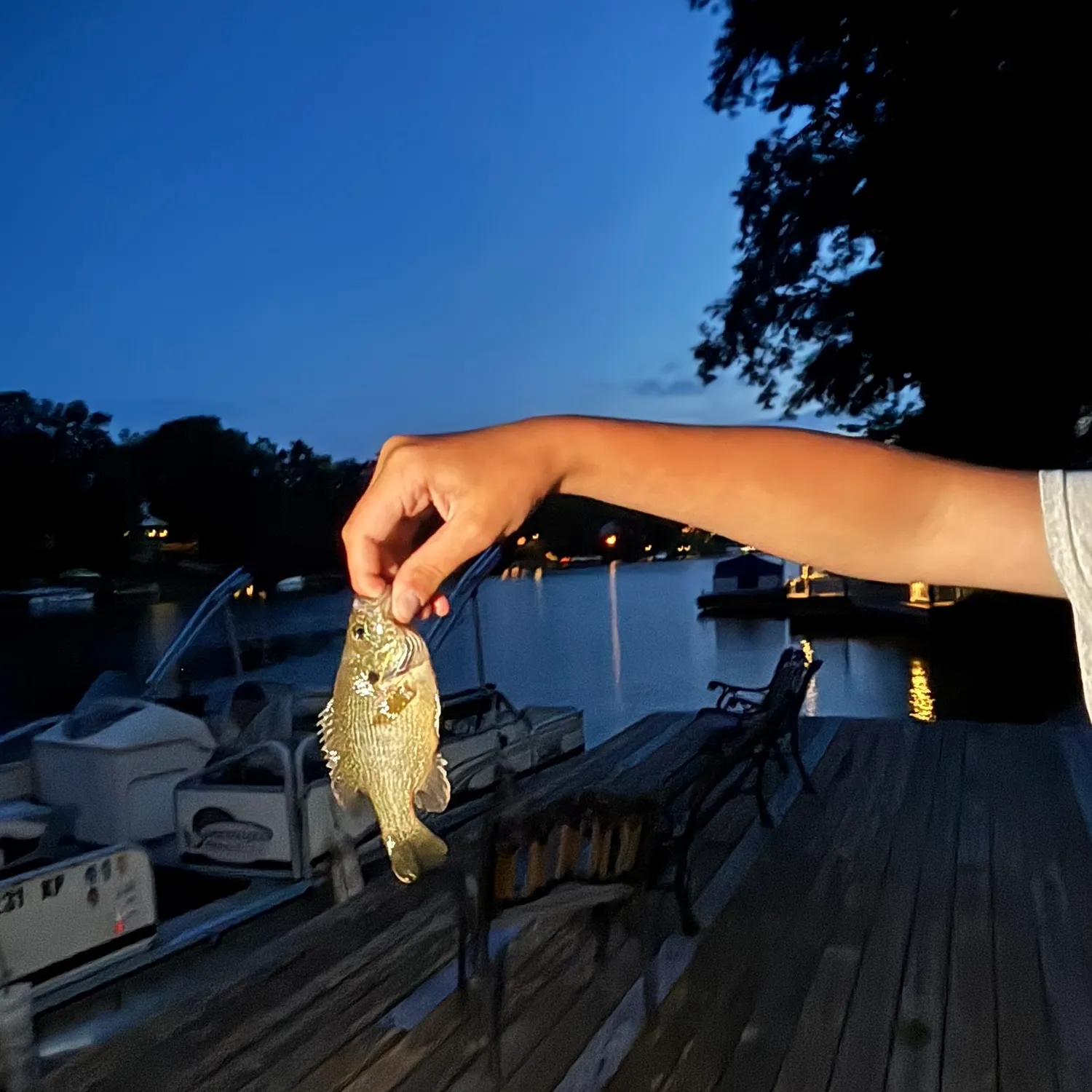 Green sunfish caught on Fishbrain