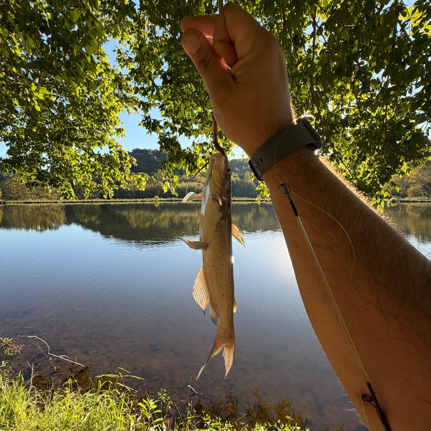 Channel catfish caught on Fishbrain
