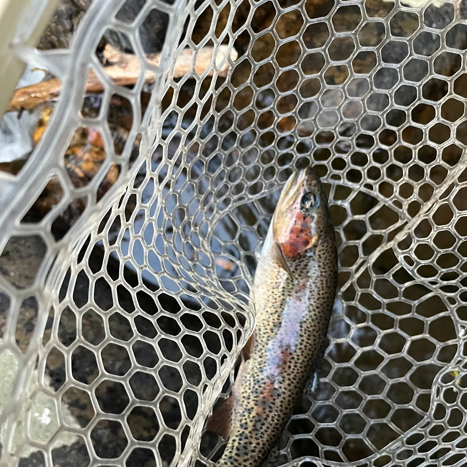 Rainbow trout caught on Fishbrain