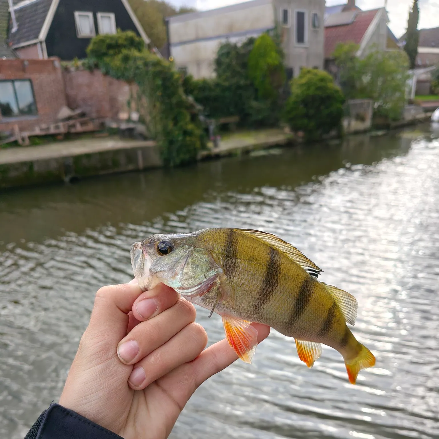 European perch caught on Fishbrain
