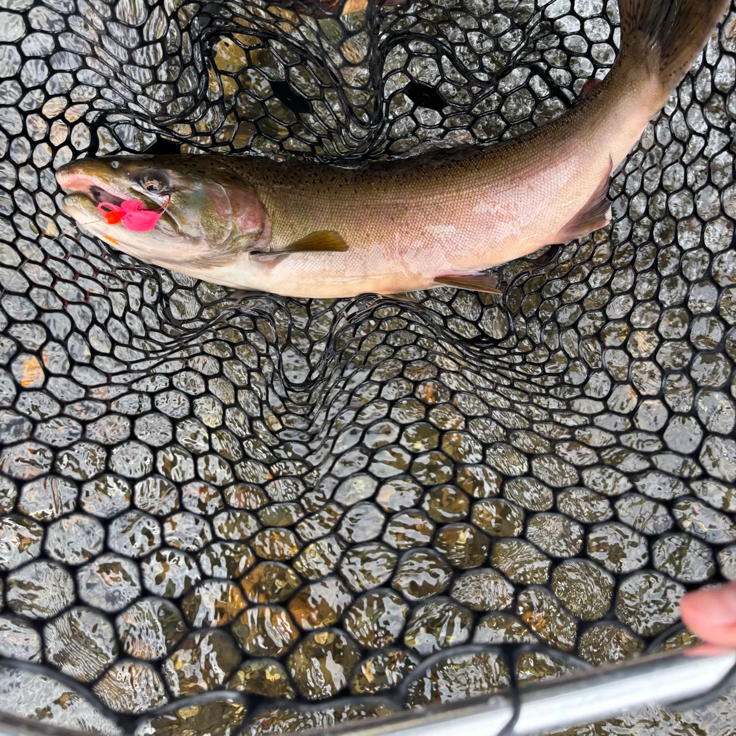 Coho salmon caught on Fishbrain