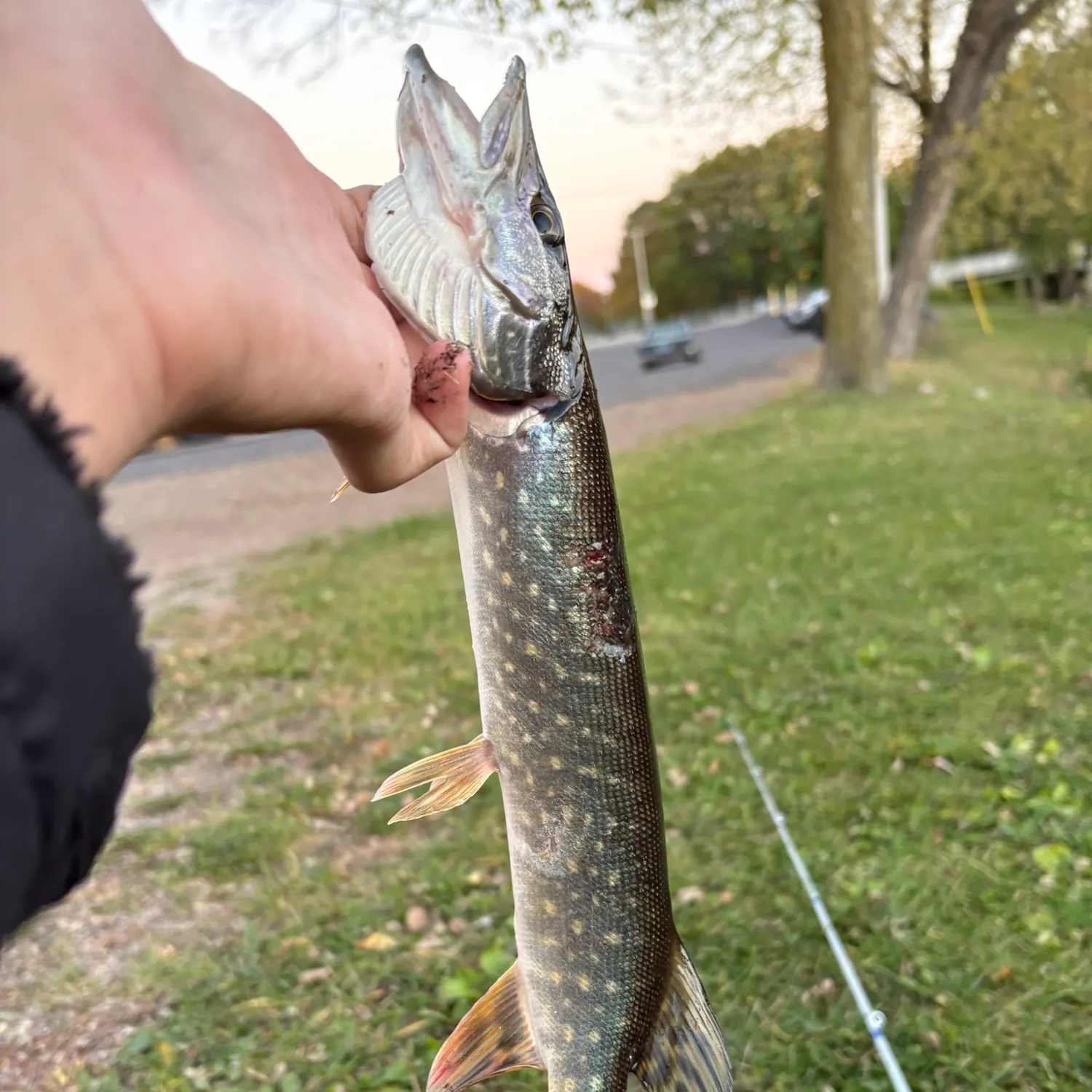 Northern pike caught on Fishbrain