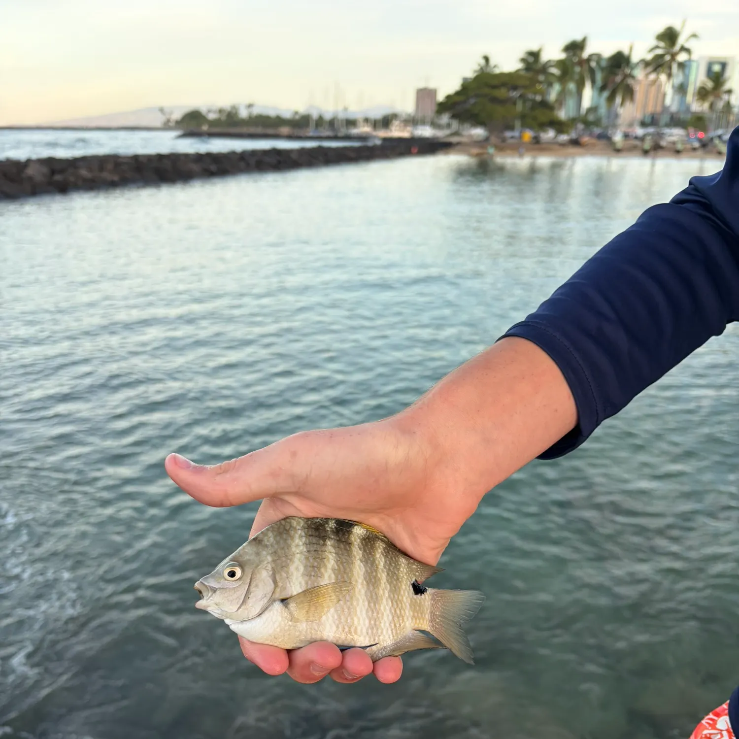 The most recent Hawaiian sergeant major catches on Fishbrain