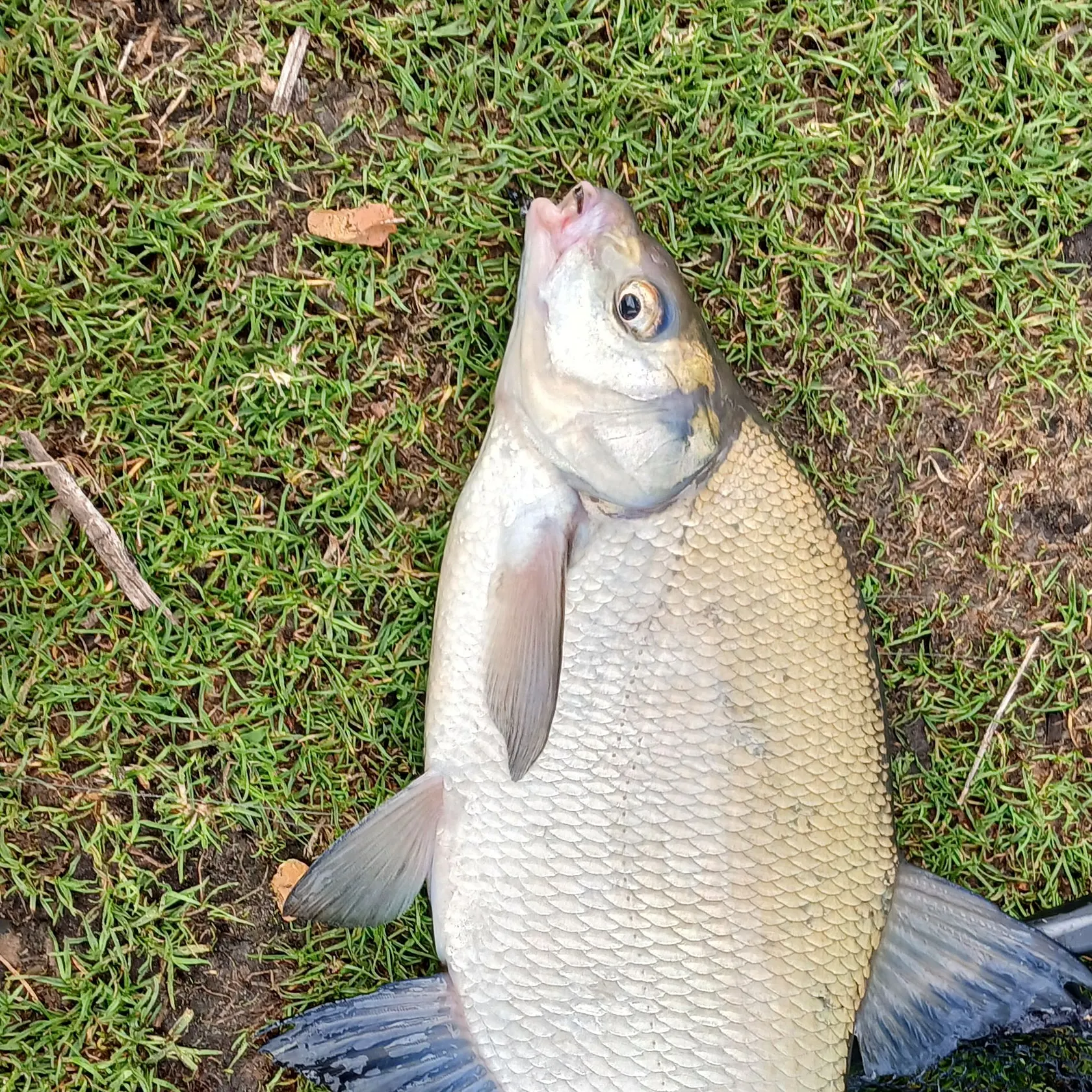 Common bream caught on Fishbrain