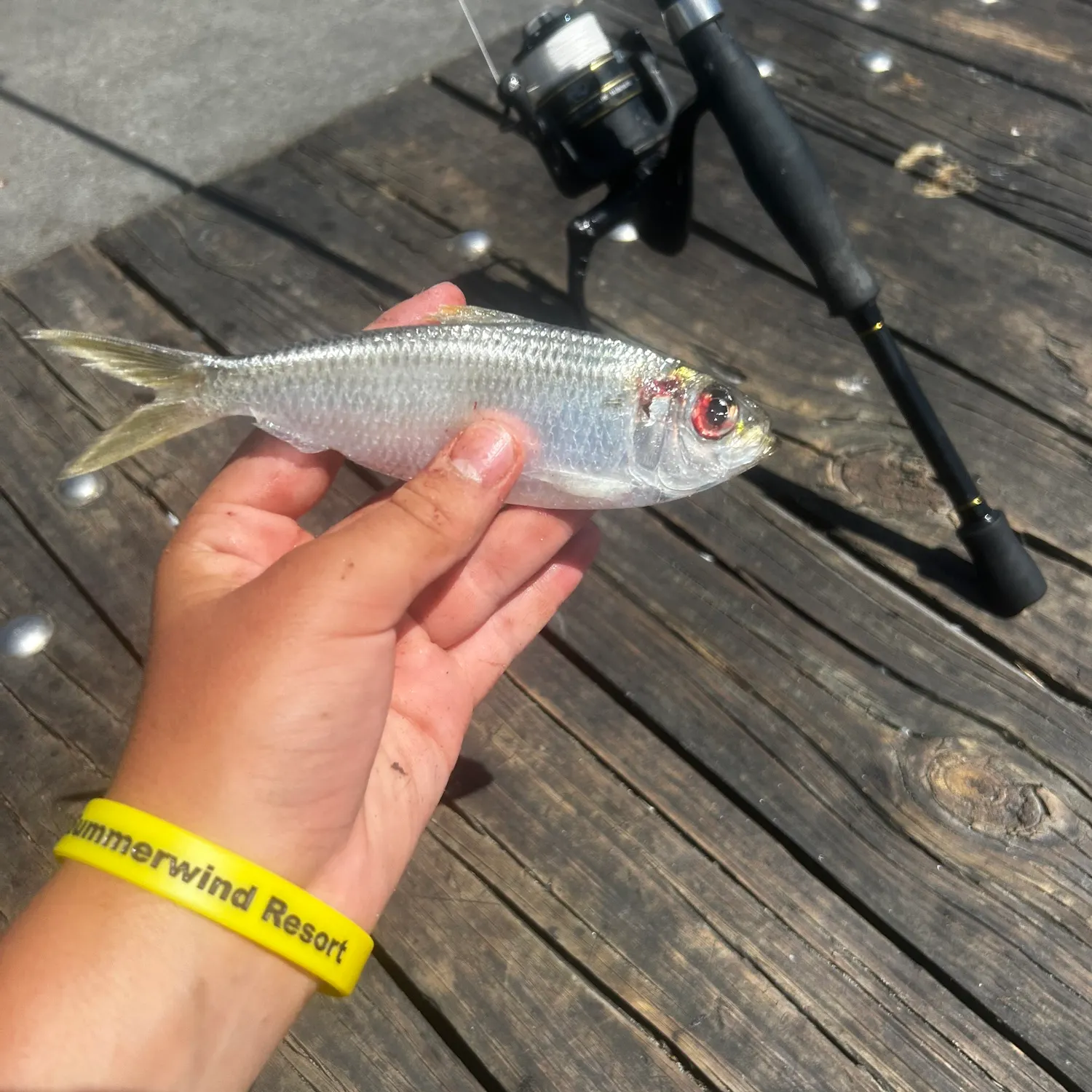 The most recent Scaled herring catches on Fishbrain