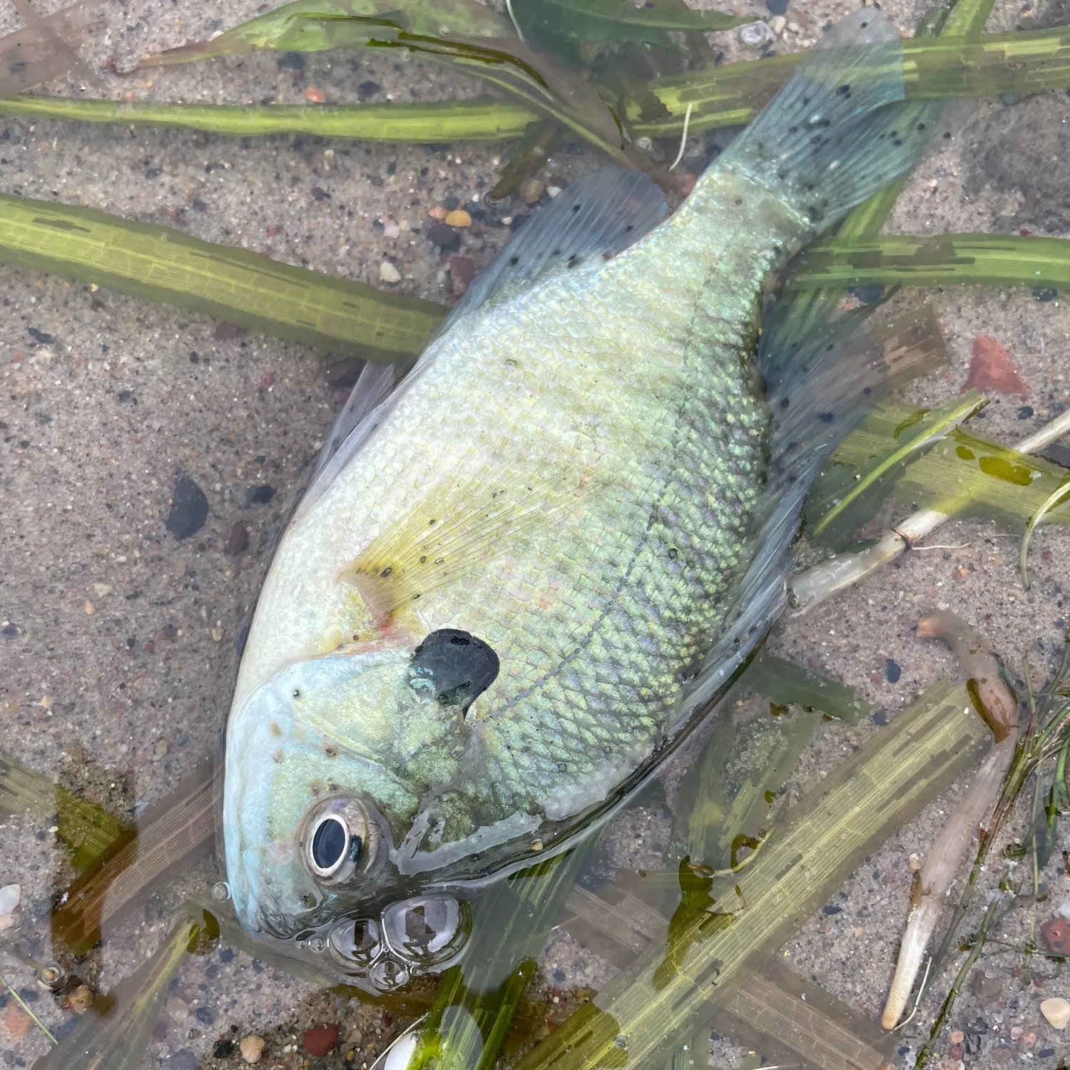 Bluegill caught on Fishbrain