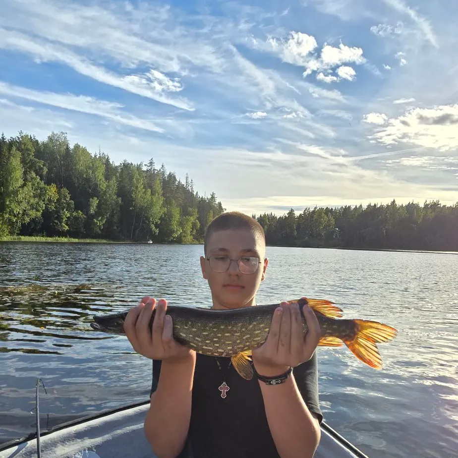 Northern pike caught on Fishbrain