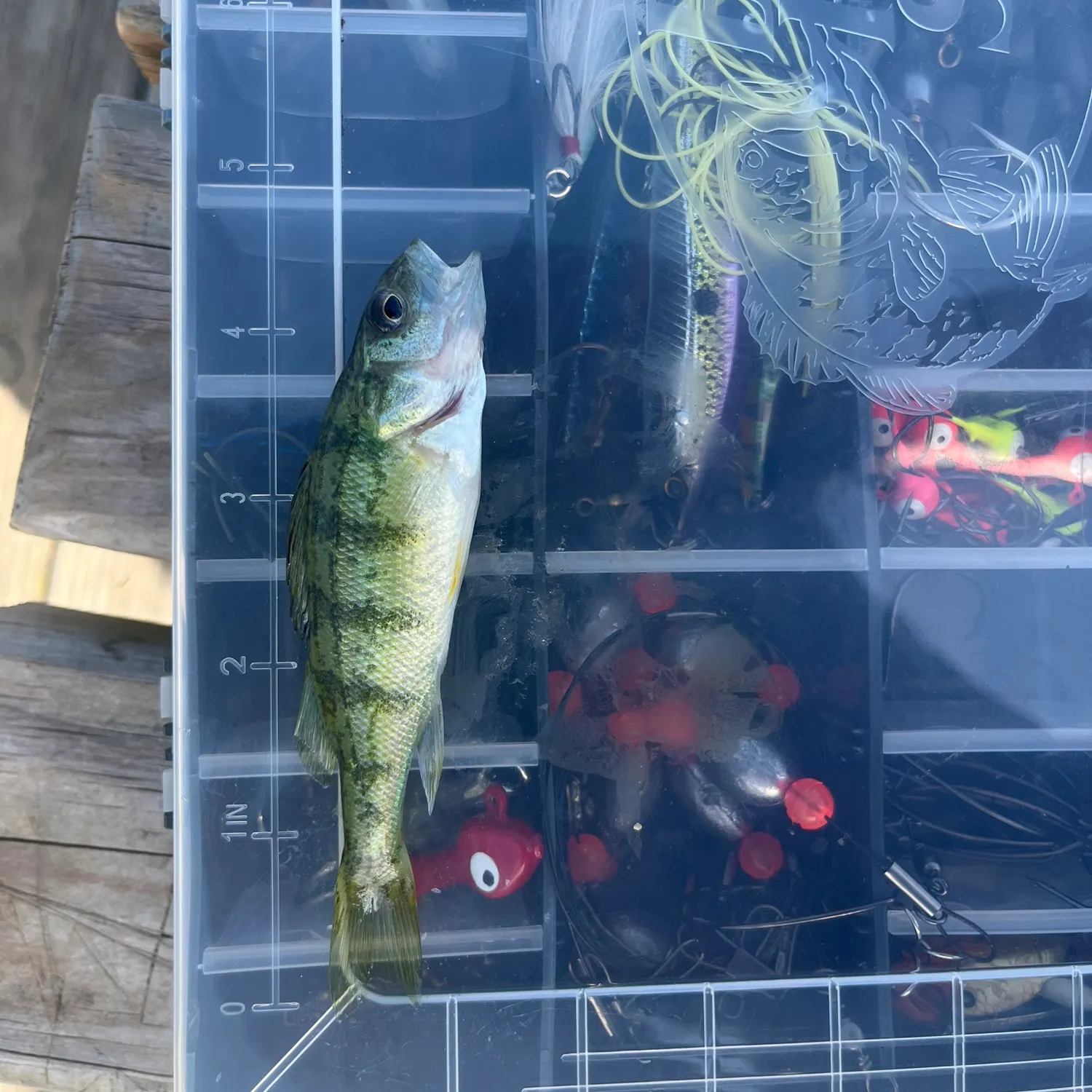 The most recent Yellow perch catches on Fishbrain