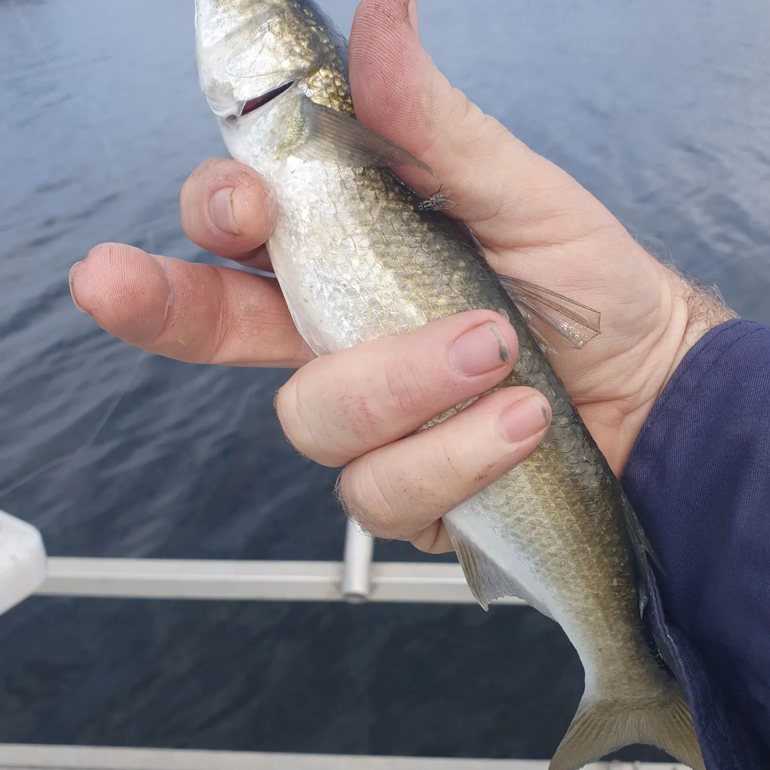 The most recent Yellow-eye mullet catches on Fishbrain
