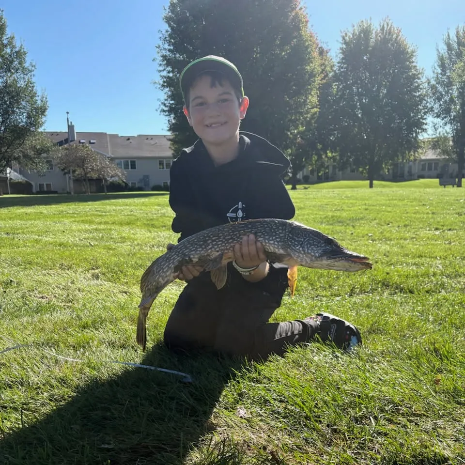Northern pike caught on Fishbrain