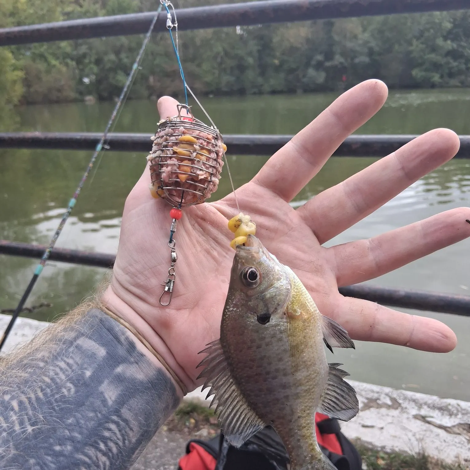 Bluegill caught on Fishbrain