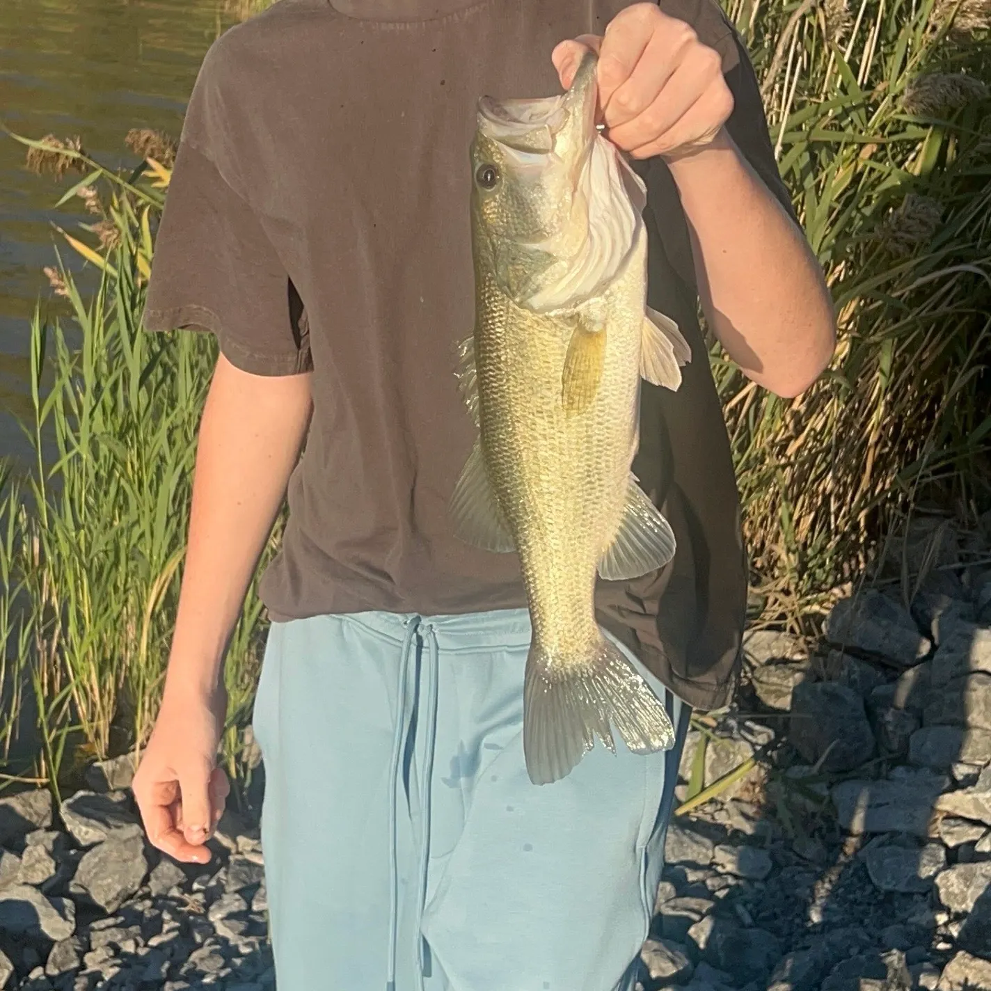 Largemouth bass caught on Fishbrain