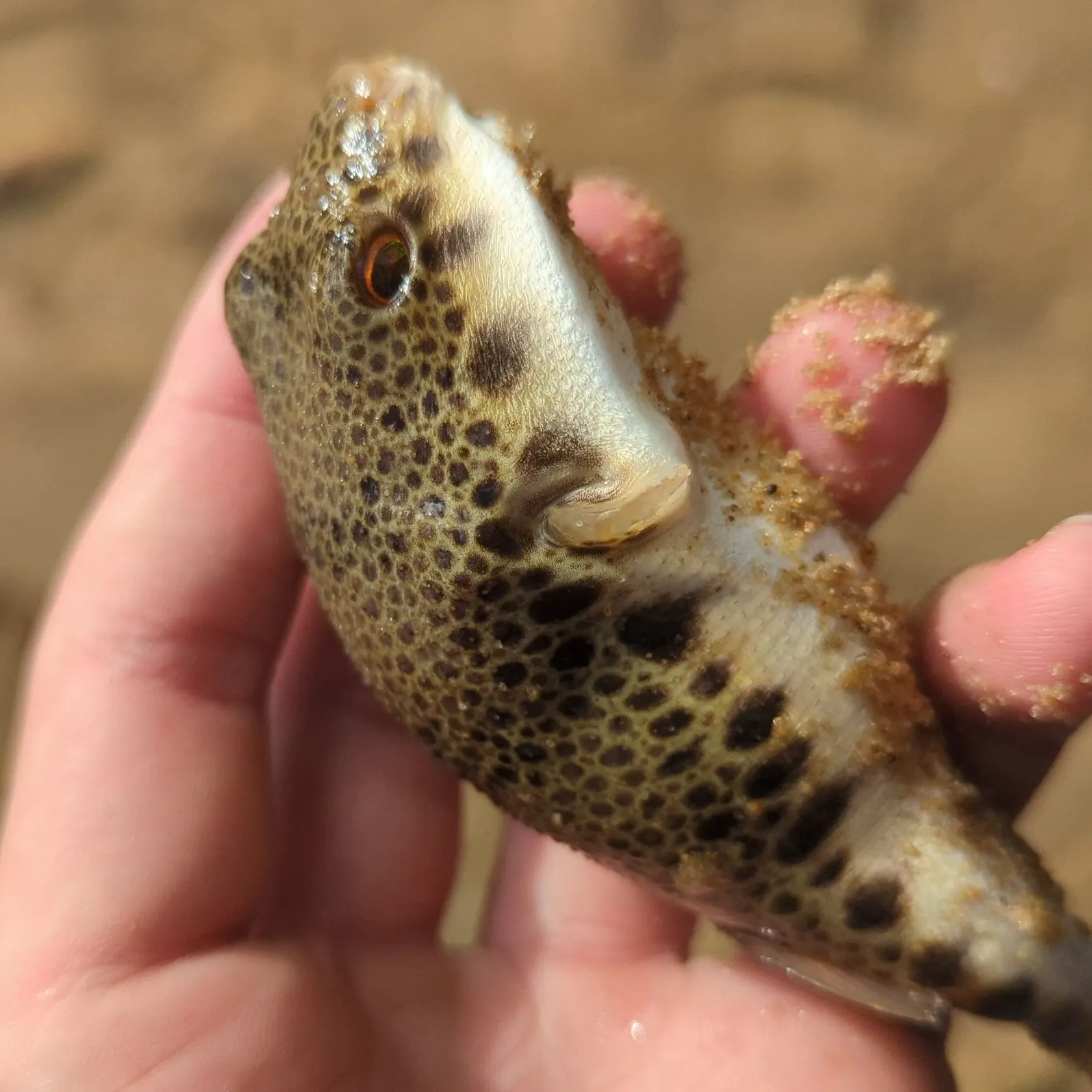 The most recent Smooth toadfish catches on Fishbrain