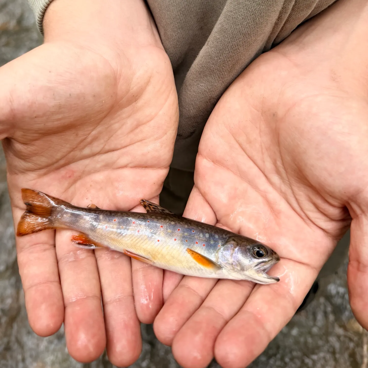 Brook trout caught on Fishbrain