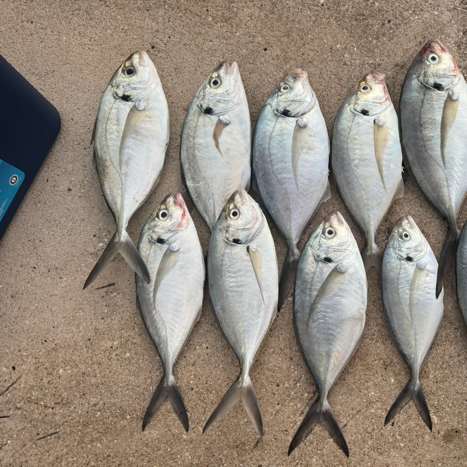 The most recent Silver trevally catches on Fishbrain