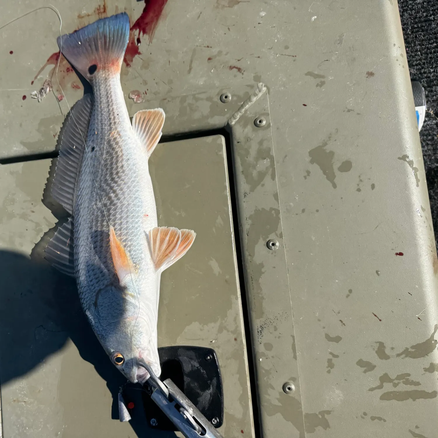 Red drum caught on Fishbrain