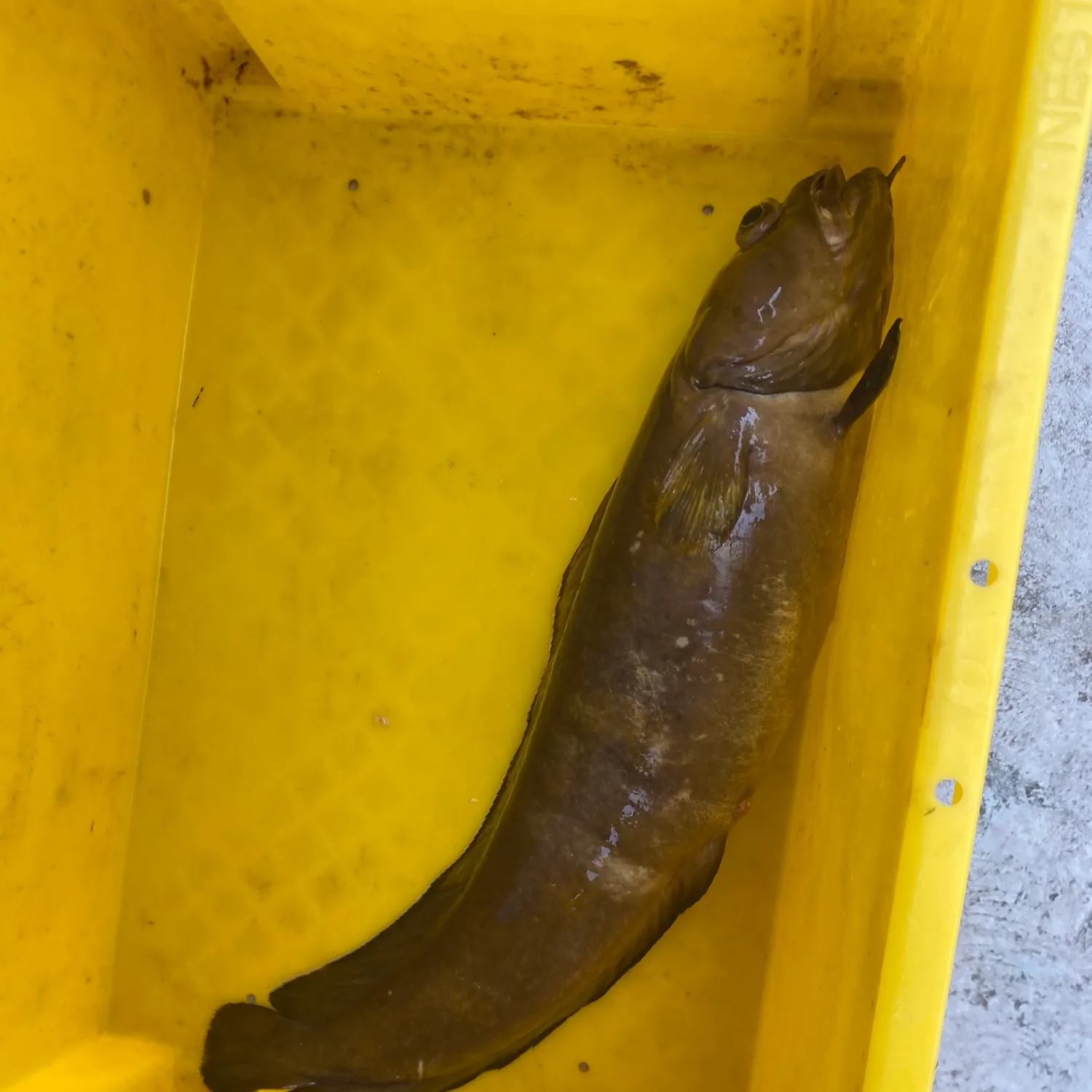 The most recent Cusk catches on Fishbrain