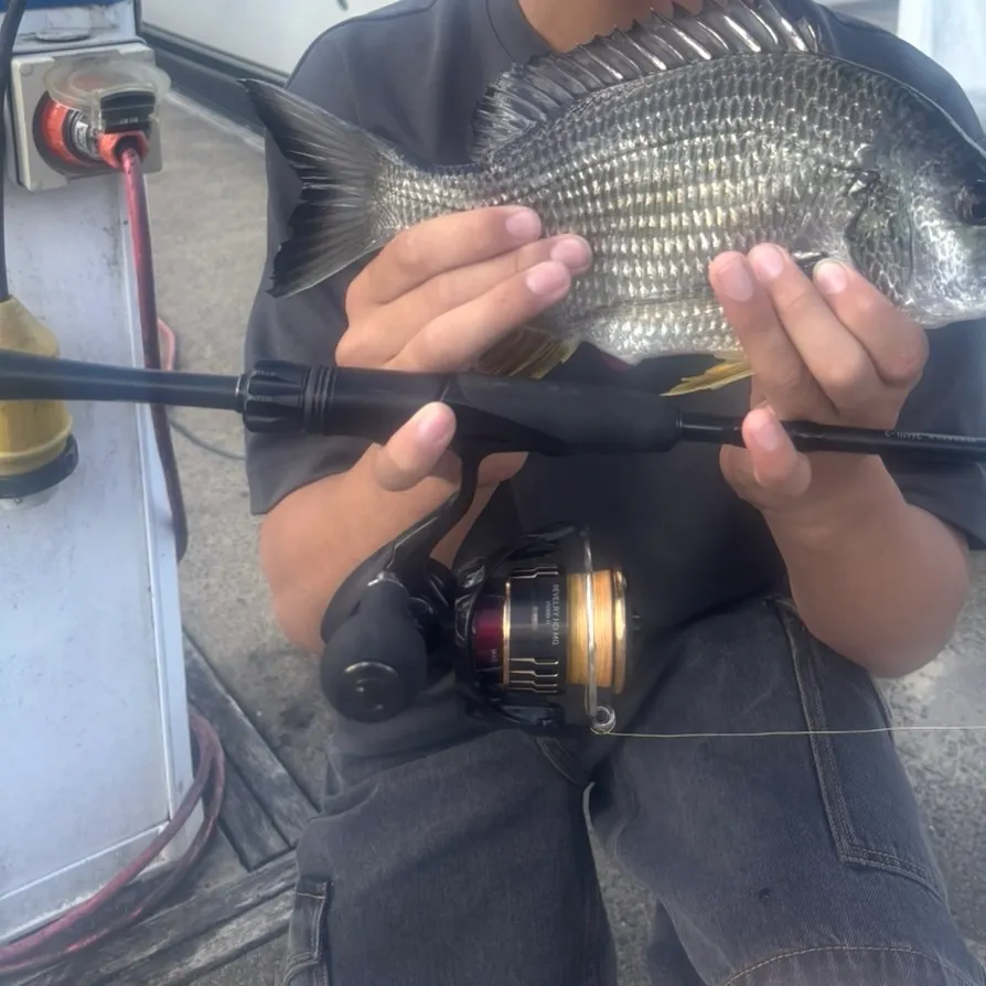 Surf bream caught on Fishbrain