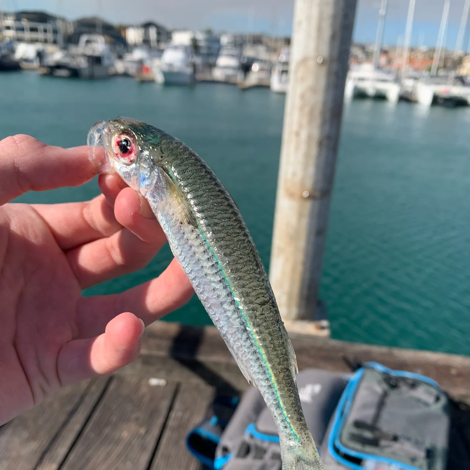 The most recent Hardyhead silverside catches on Fishbrain
