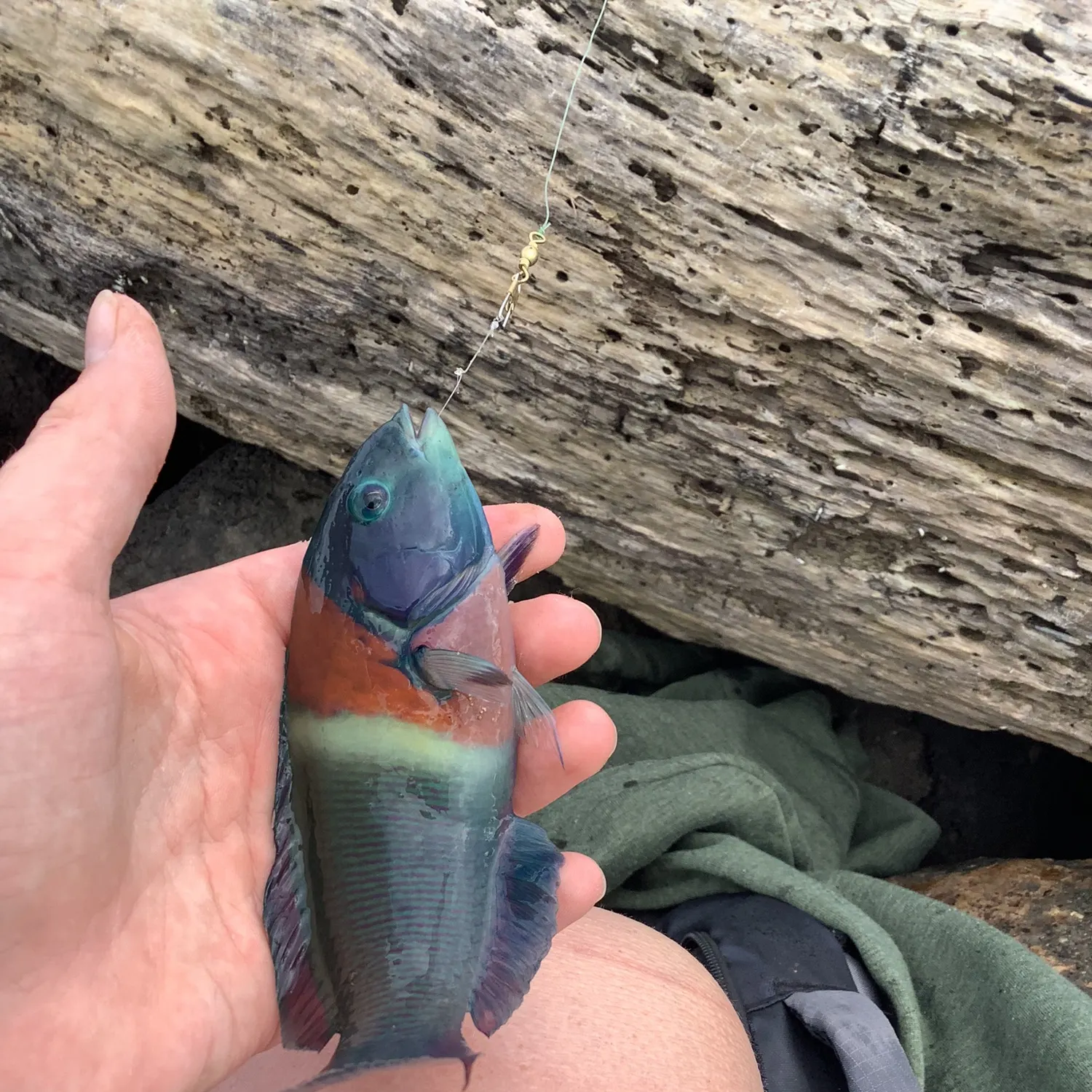 The most recent Saddle wrasse catches on Fishbrain