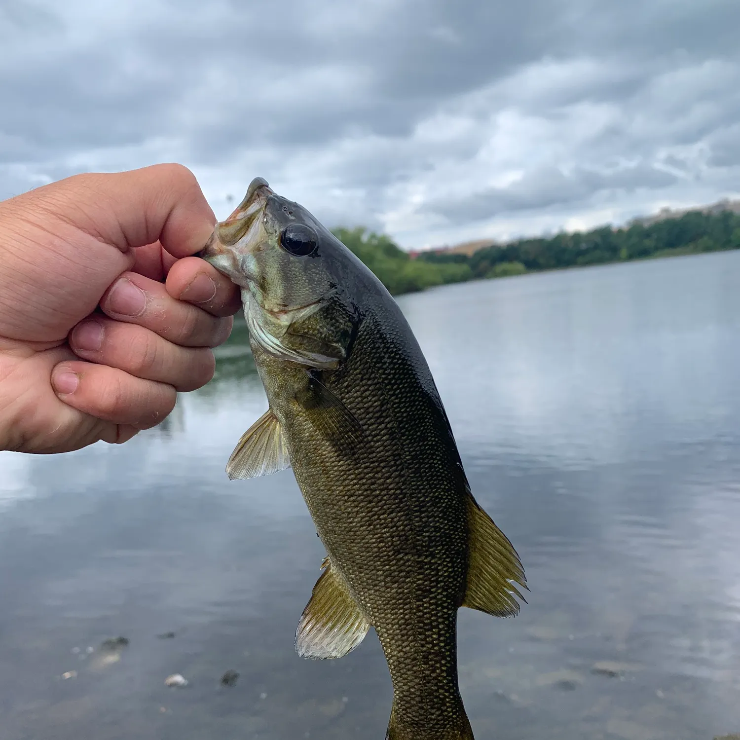 Smallmouth bass caught on Fishbrain