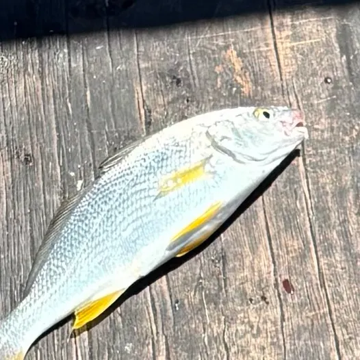 The most recent Yellowfin croaker catches on Fishbrain