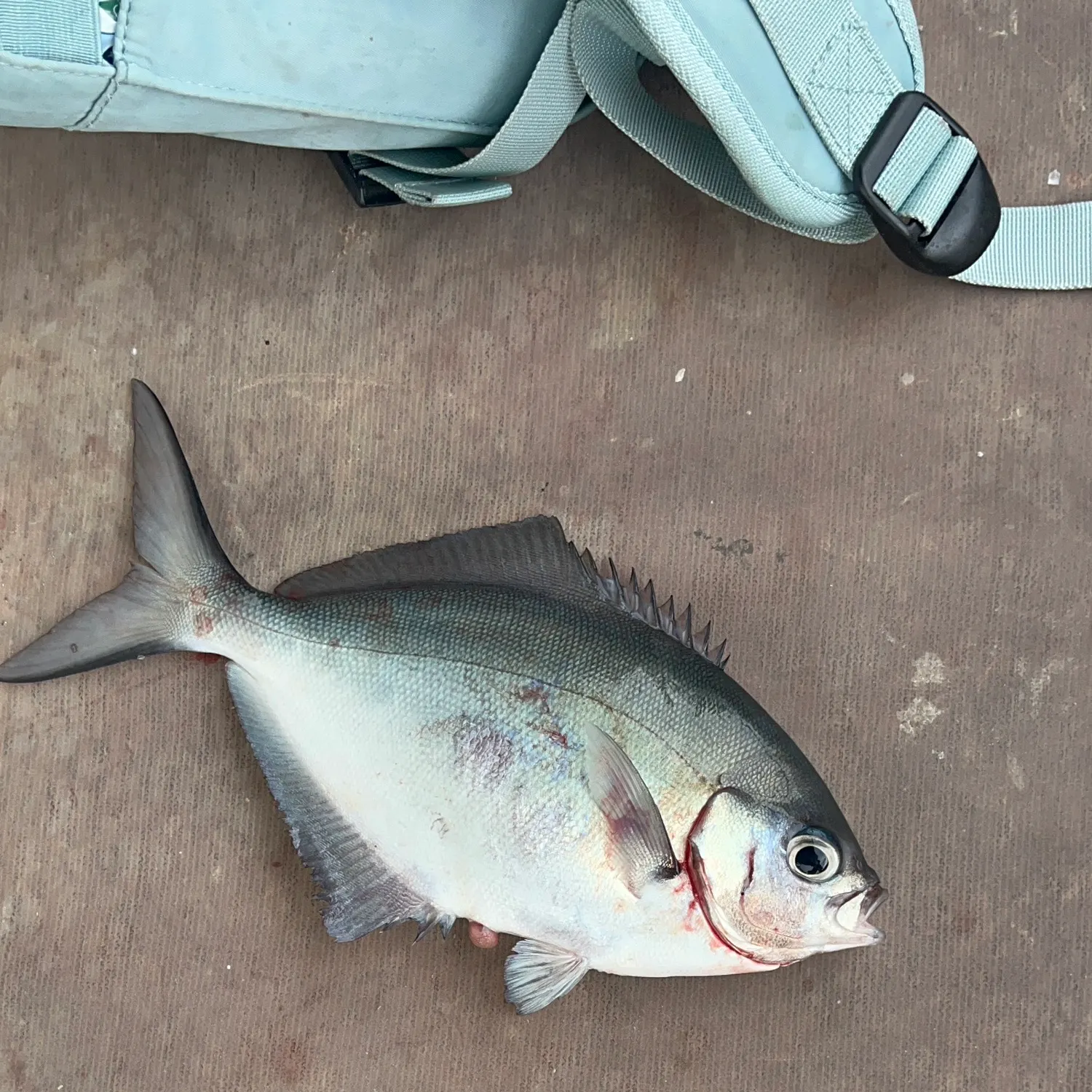 The most recent Bluenose warehou catches on Fishbrain