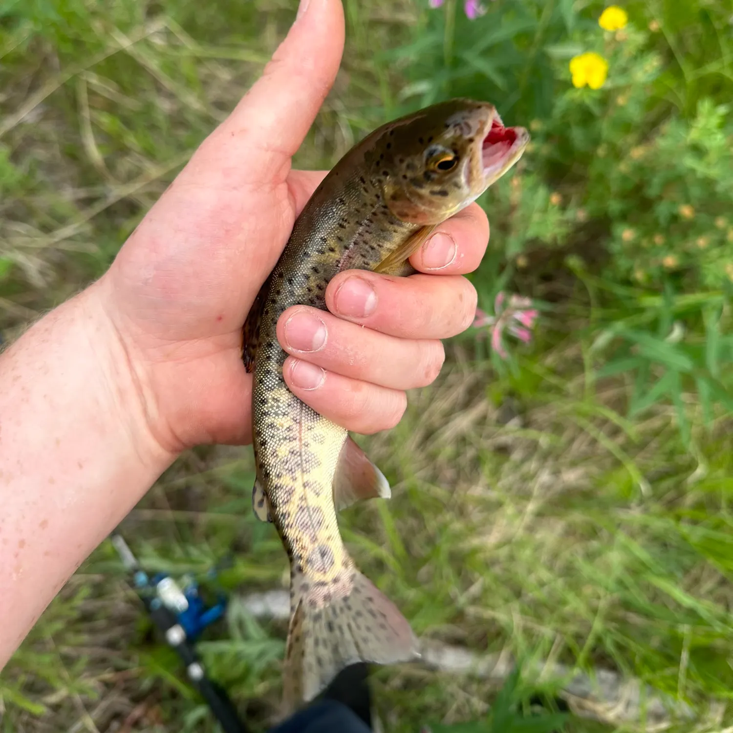 Rainbow trout caught on Fishbrain