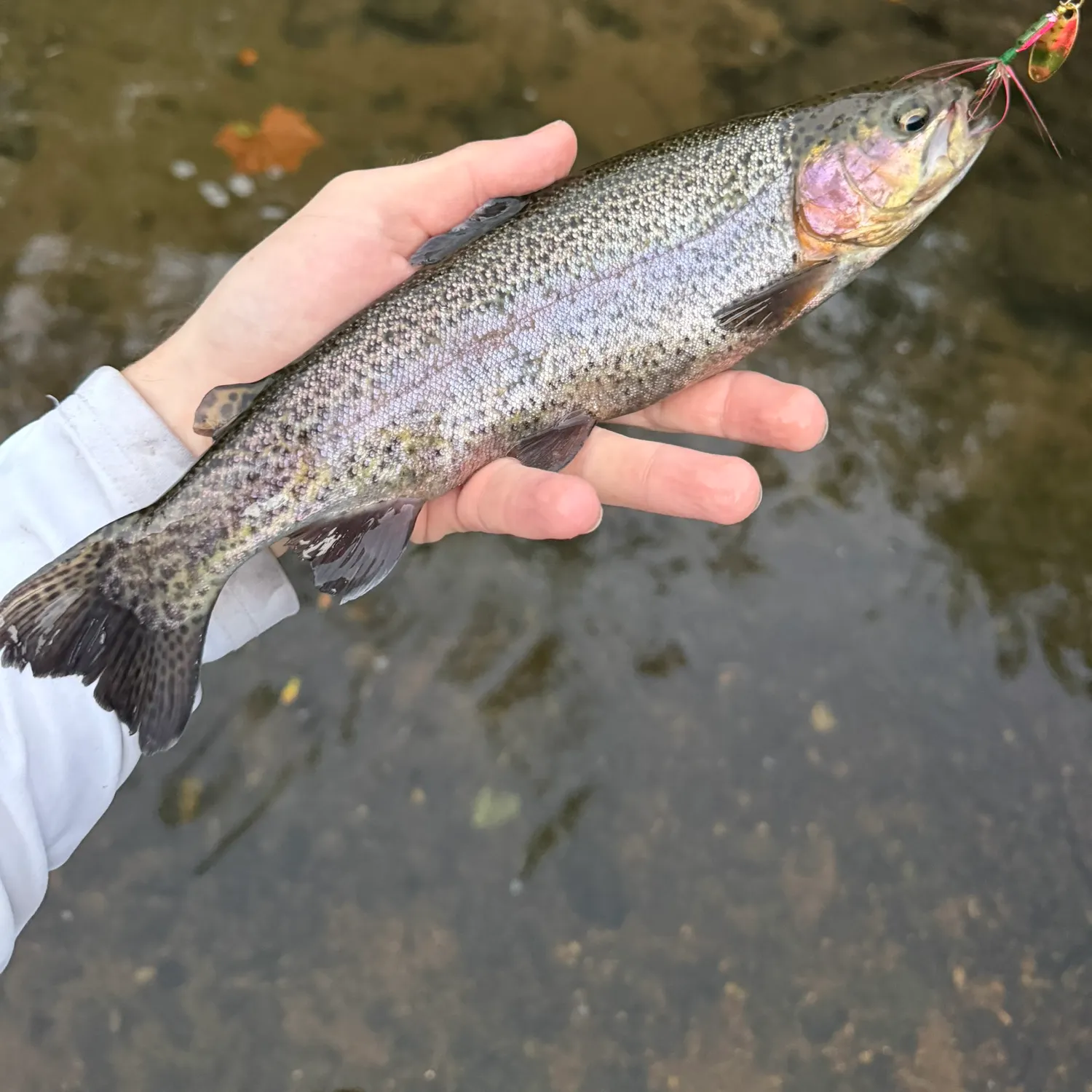 Rainbow trout caught on Fishbrain