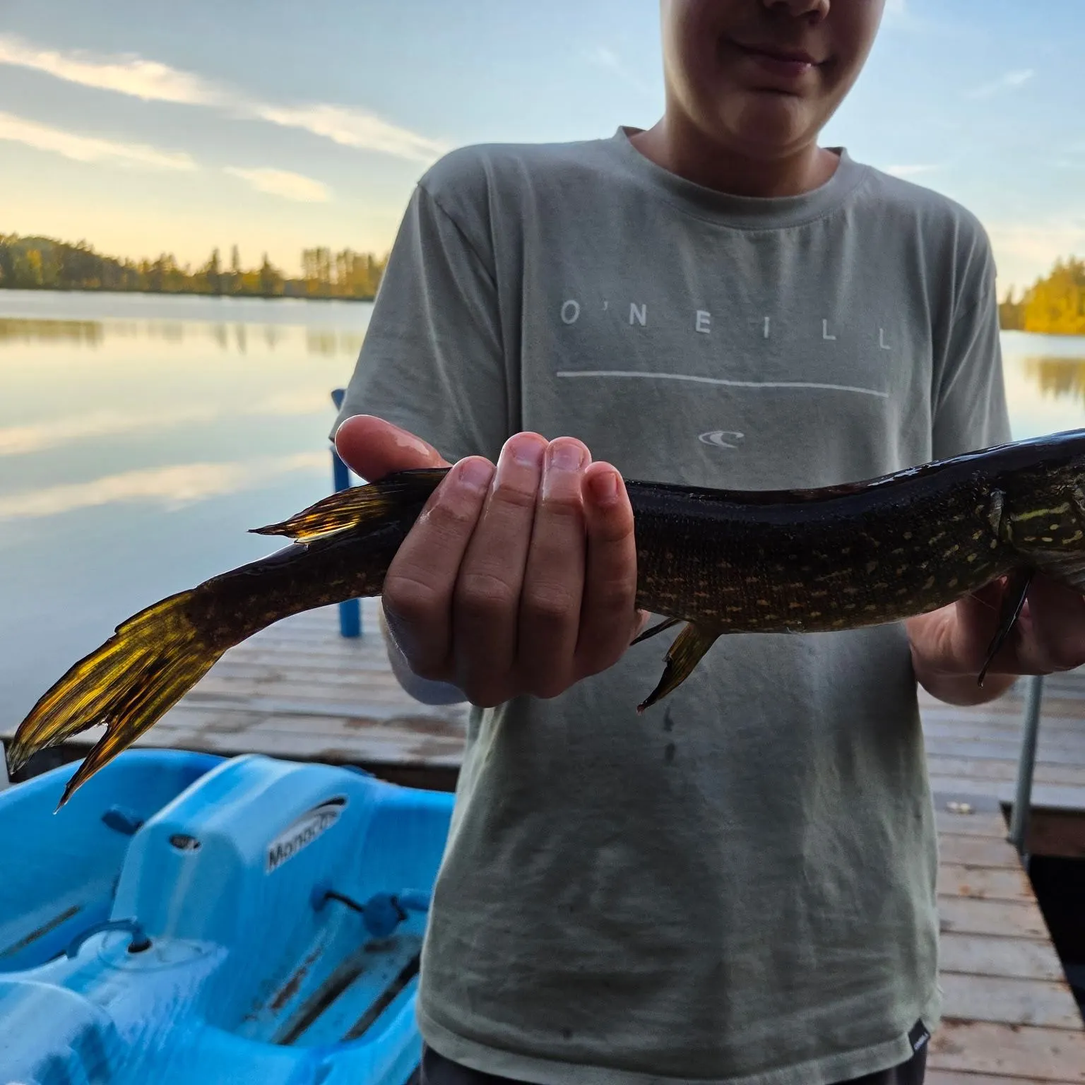 Northern pike caught on Fishbrain
