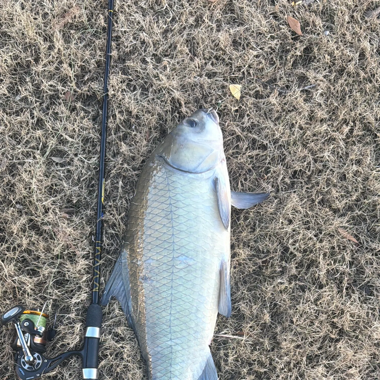 The most recent Black buffalo catches on Fishbrain