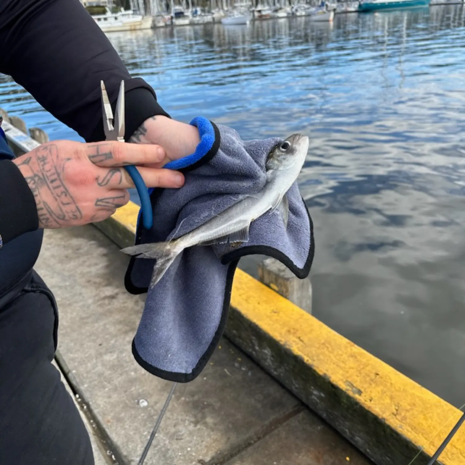 The most recent Blue mackerel catches on Fishbrain