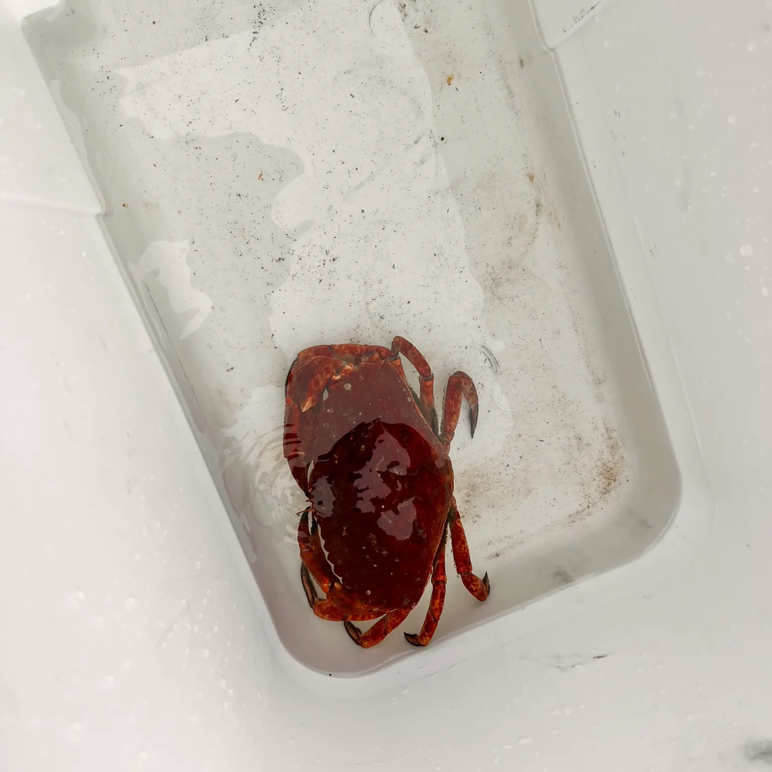 The most recent Red rock crab catches on Fishbrain